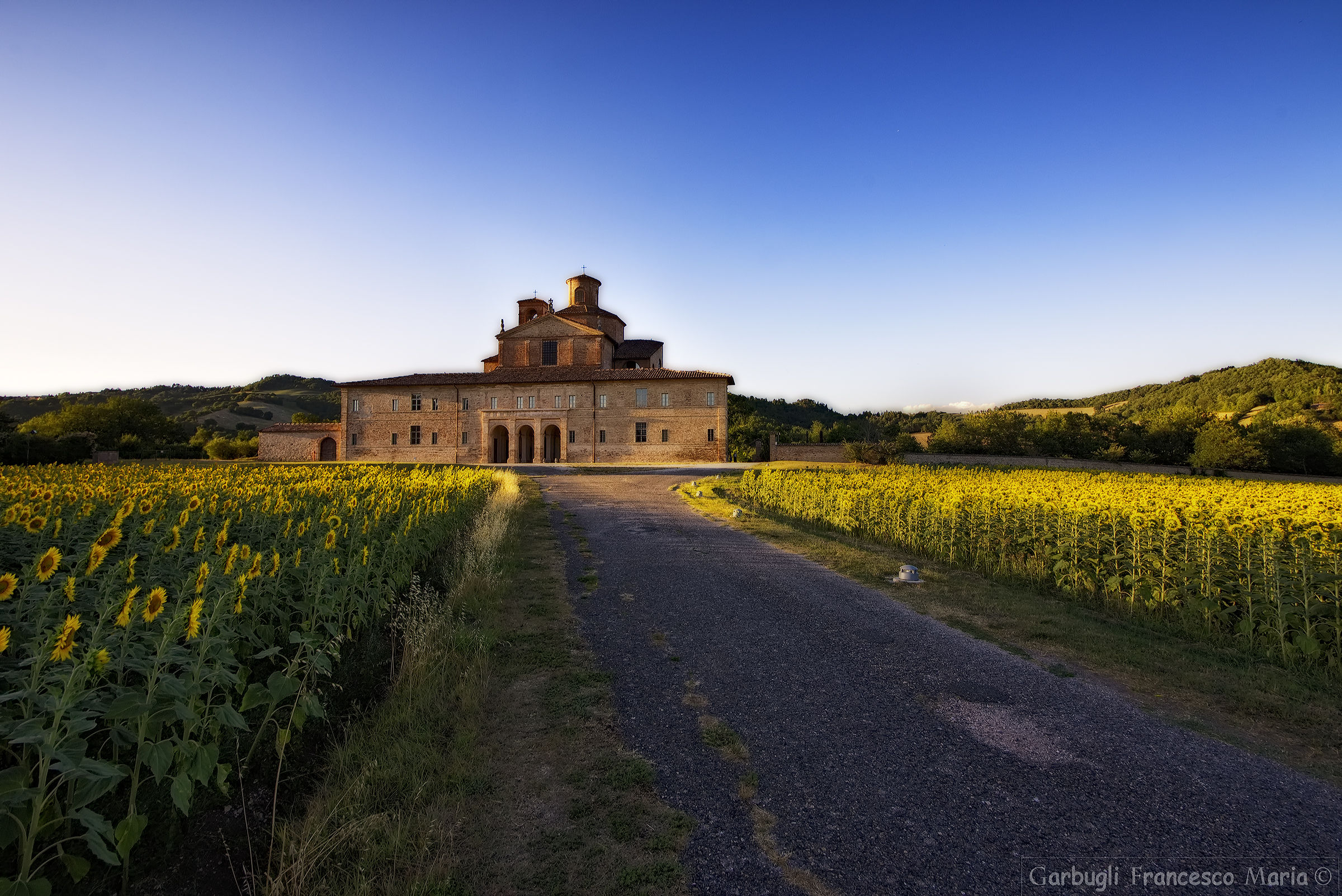 Girasoli in gita al barco