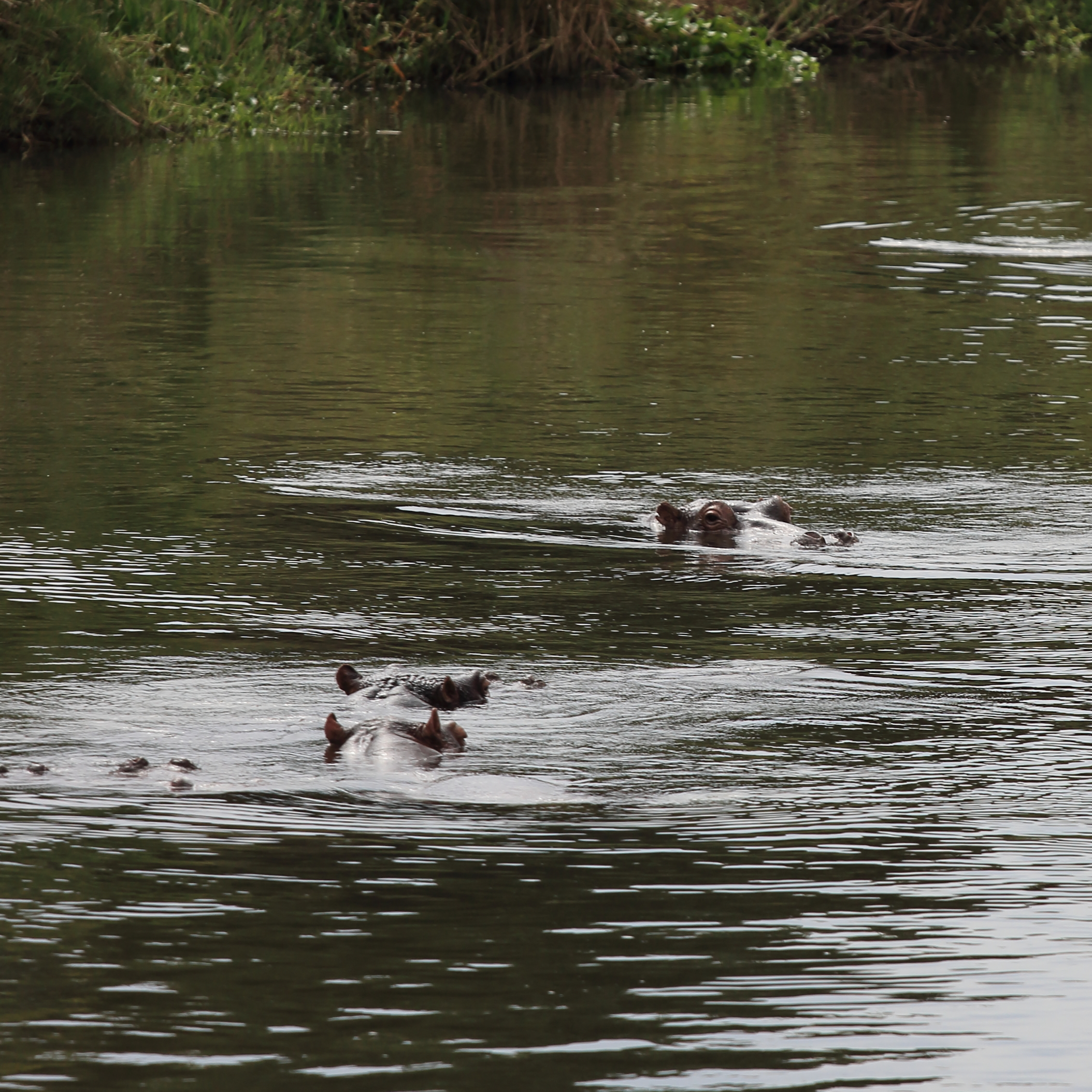 In the swimming pool...