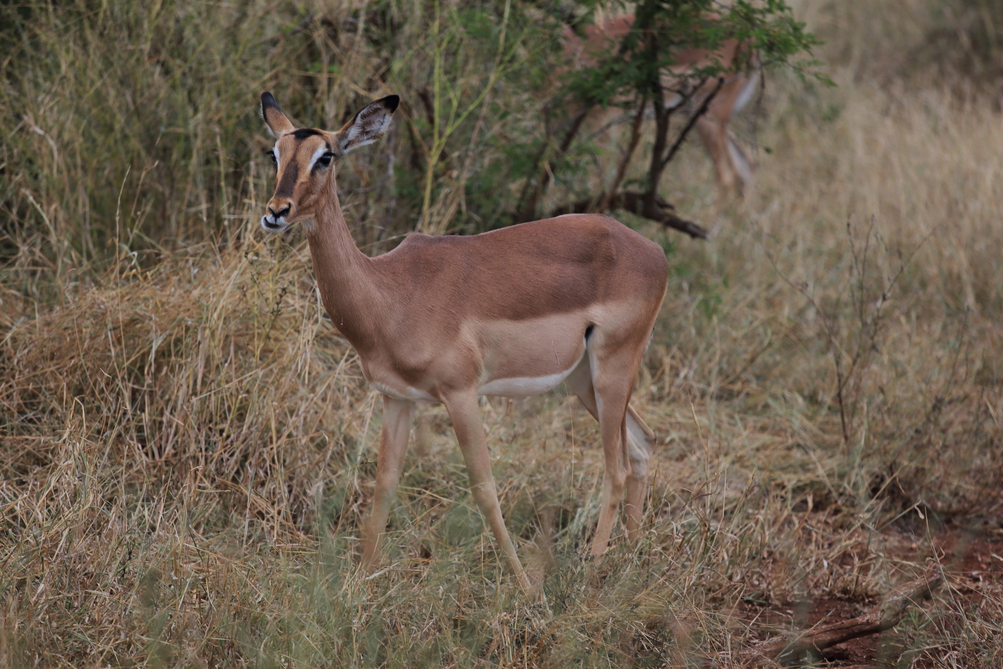 impala