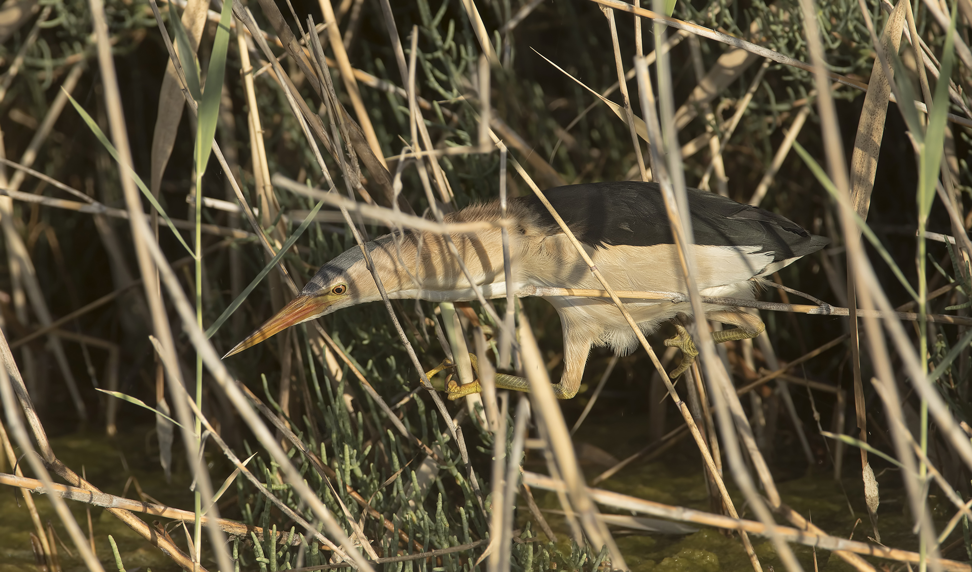 tarabusino in agguato