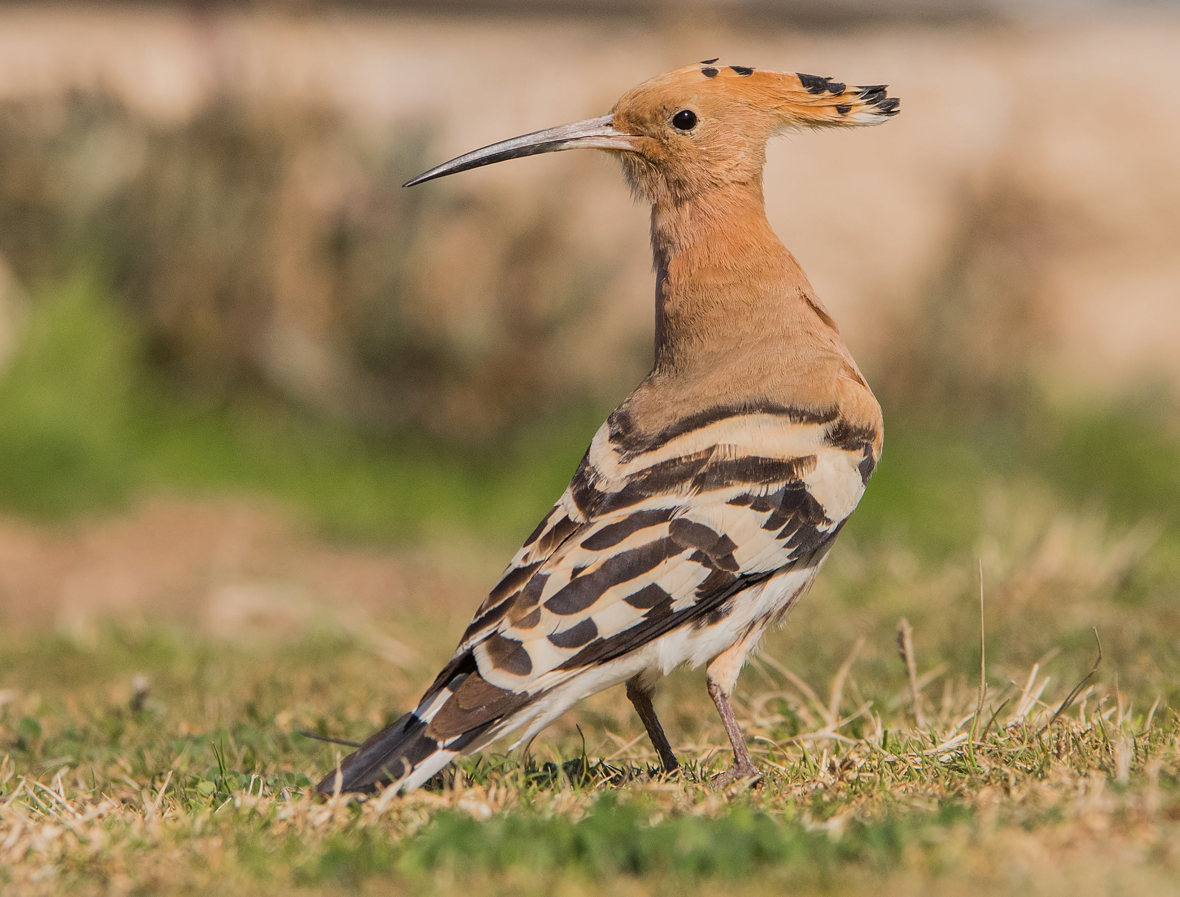 Hoopoe