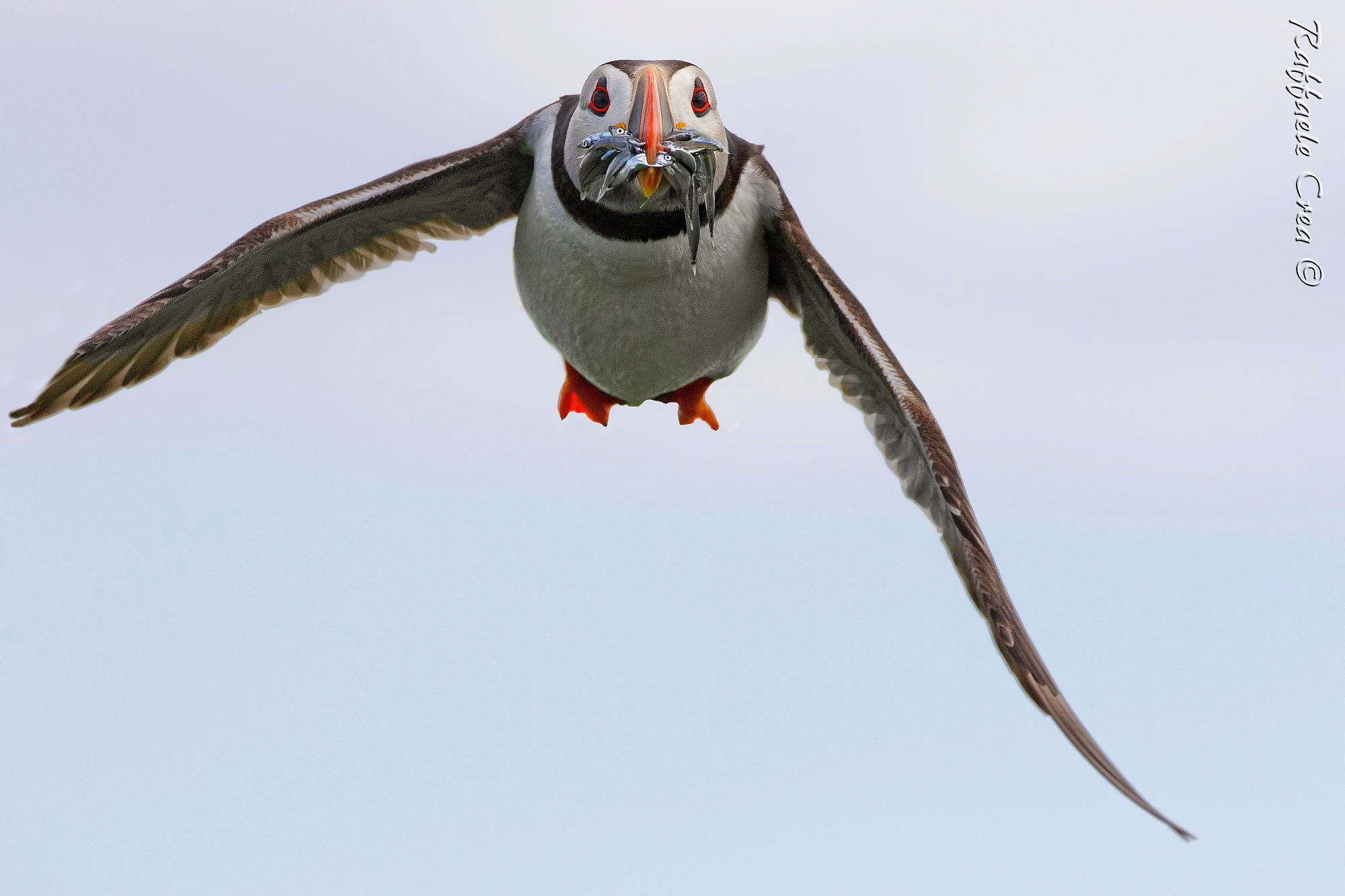 Puffin