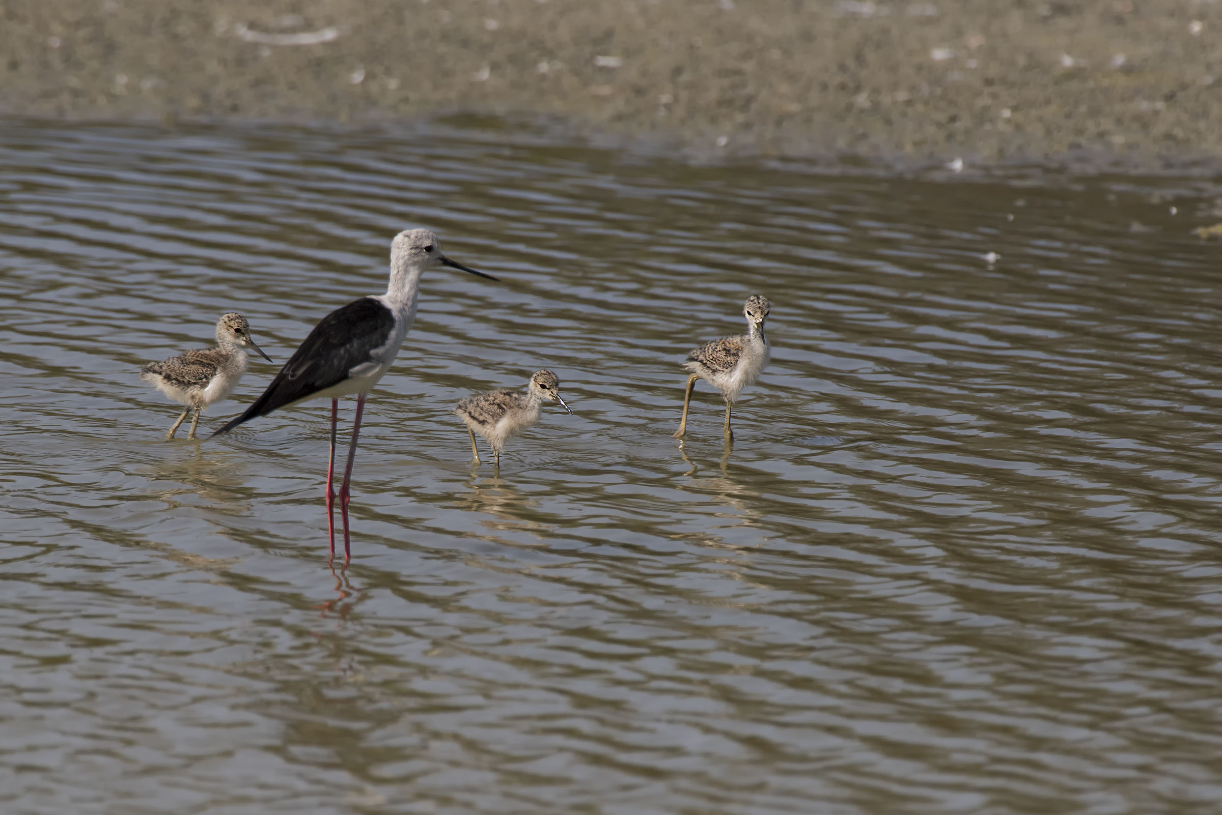 La famiglia Cavaliere d'Italia