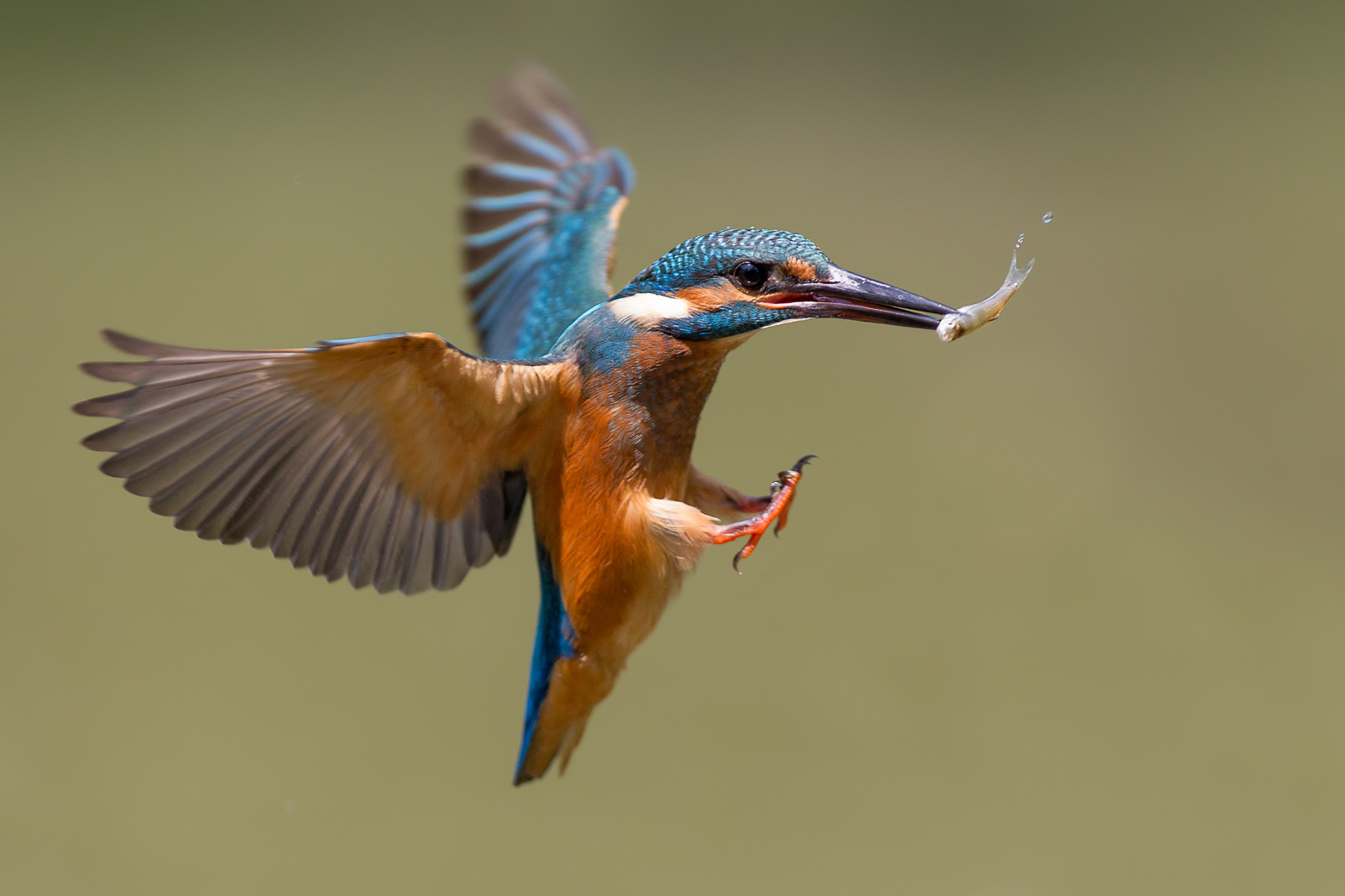 Kingfisher