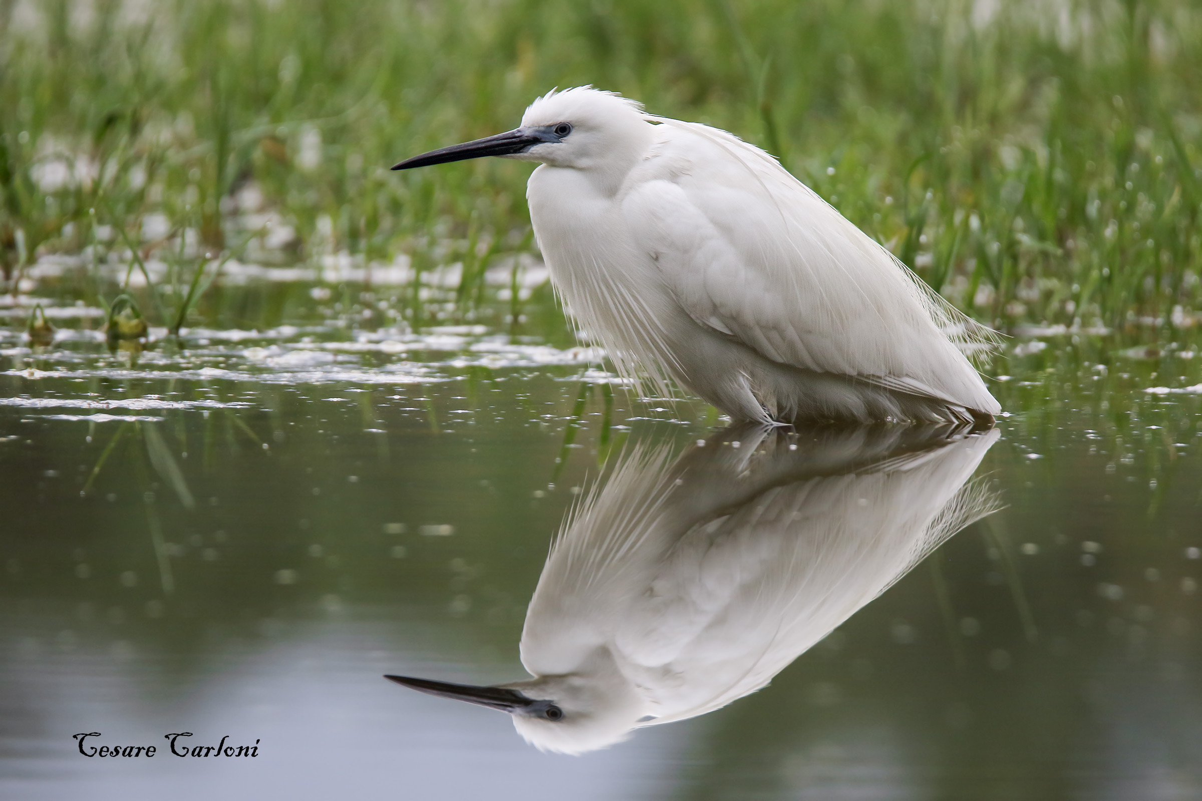Garzetta (egretta garzetta)