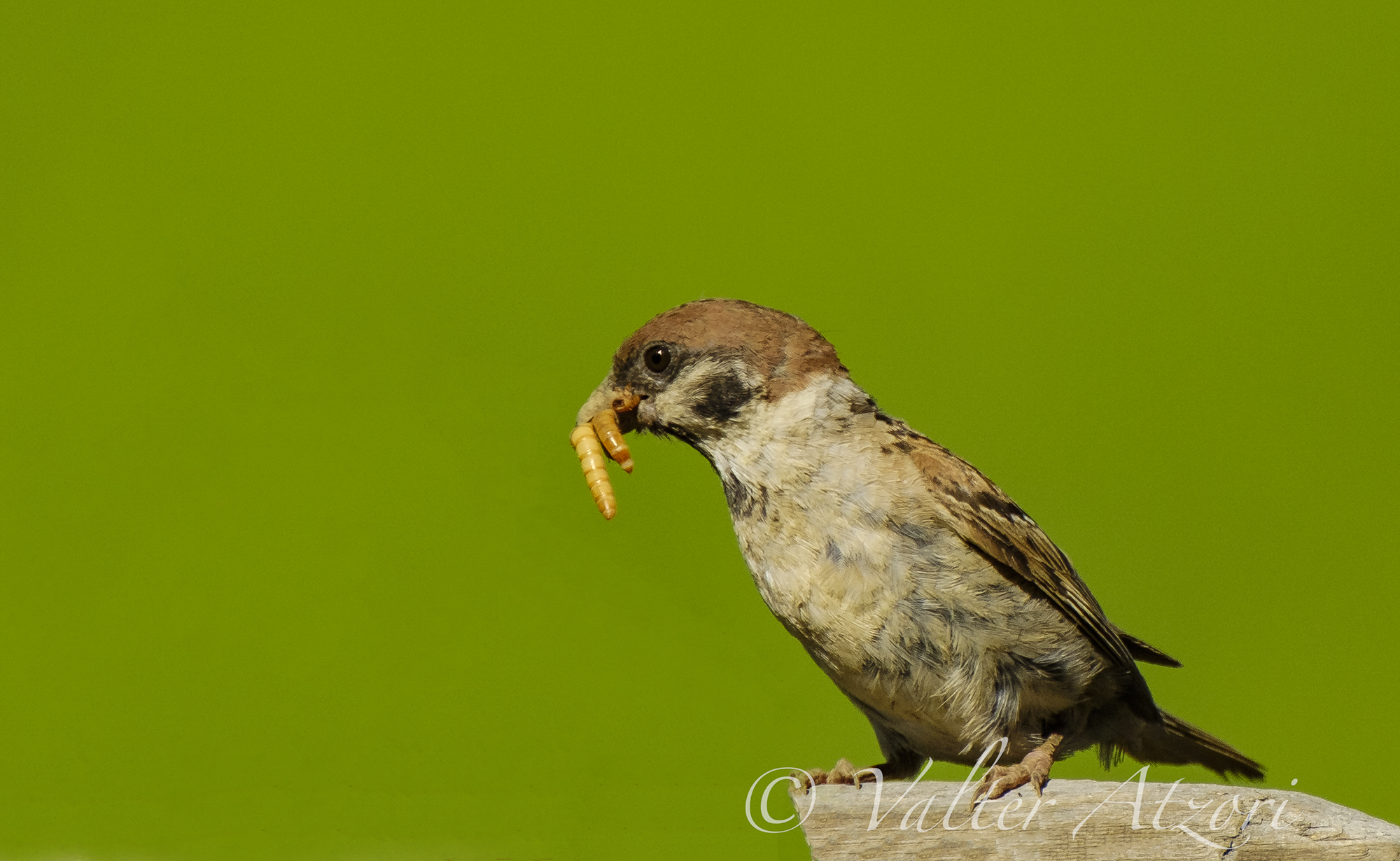 Sparrow