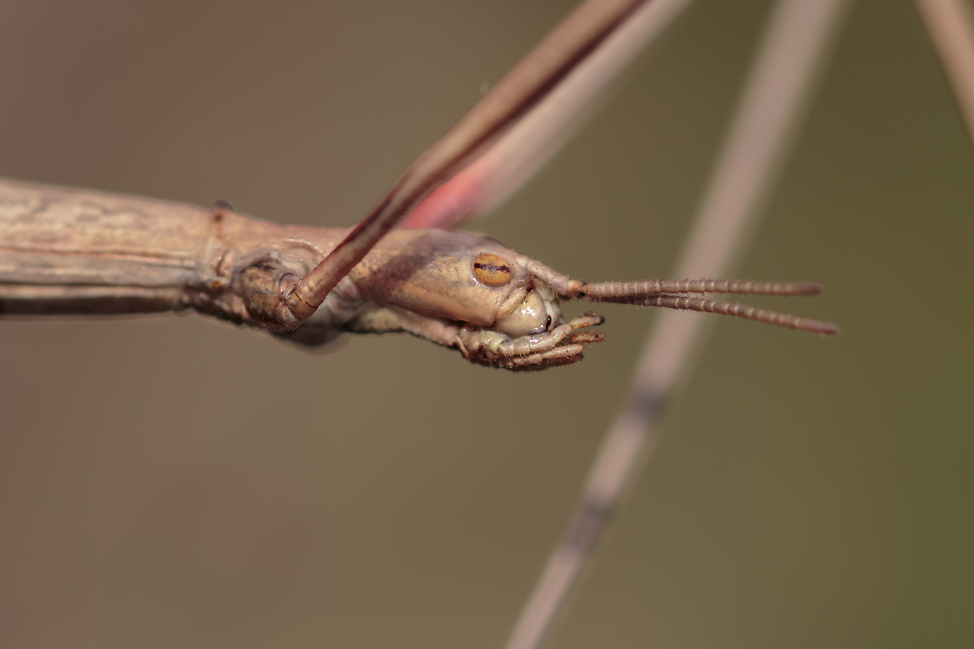 Stick insect