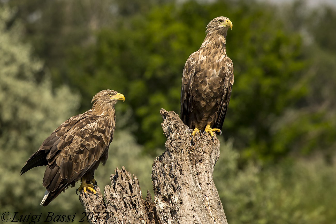 White tail tail sea eel