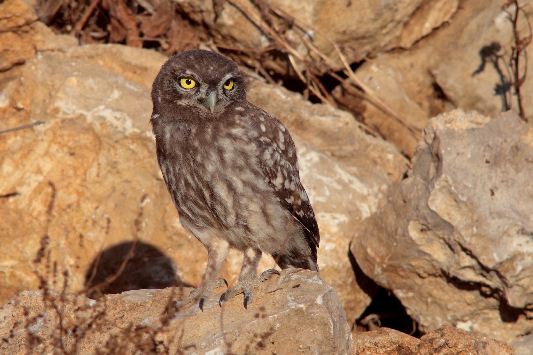 Young owl among the stones