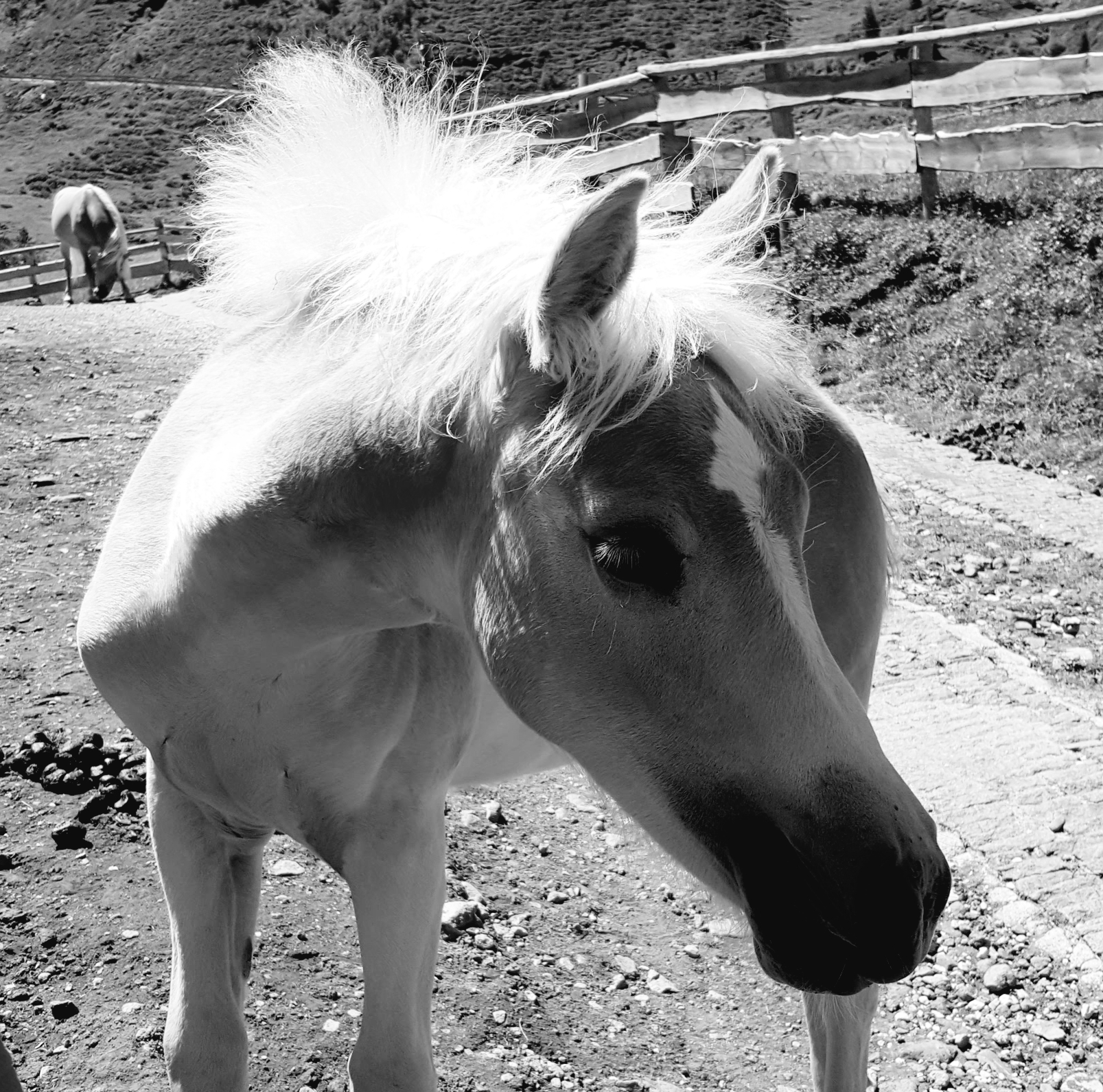 Puledro in movimento