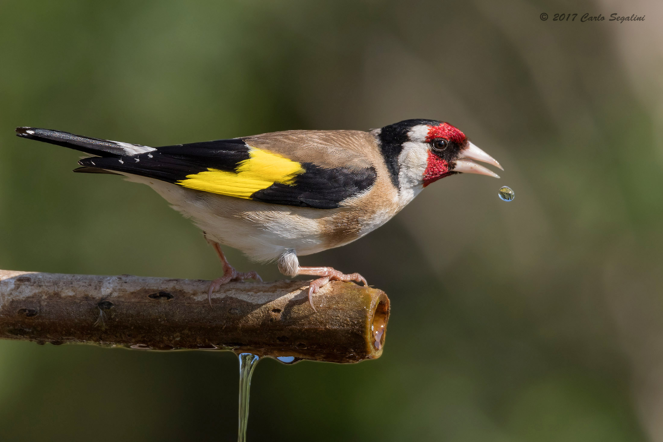 La goccia ed il Cardellino