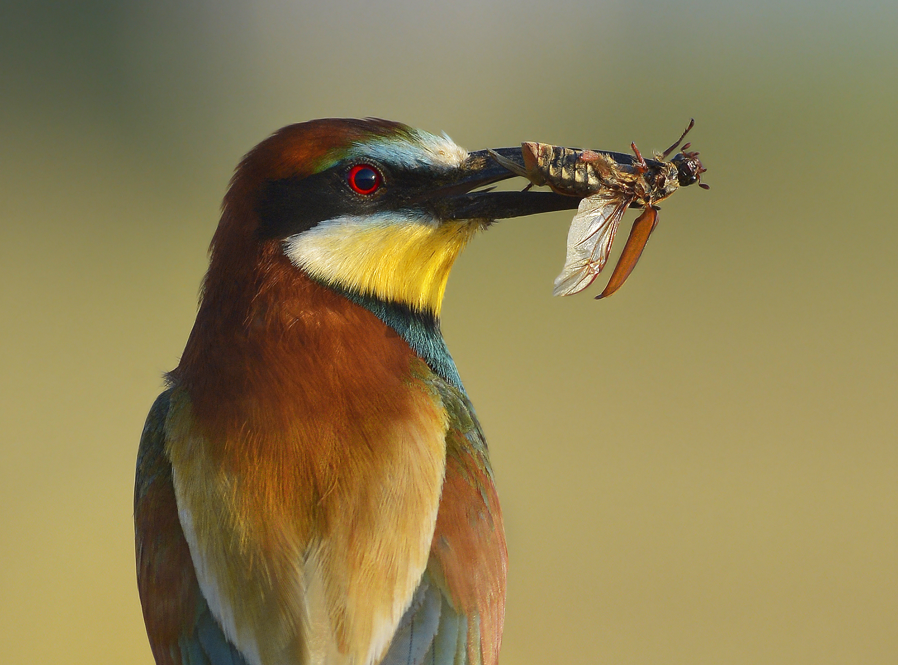 Gruccione con maggiolino.
