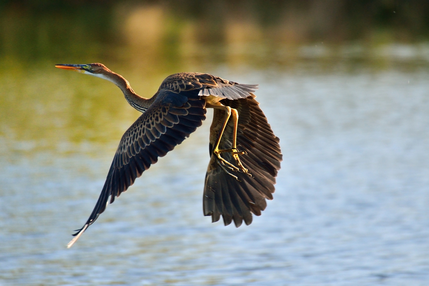 Purple Heron (Ardea purpurea)