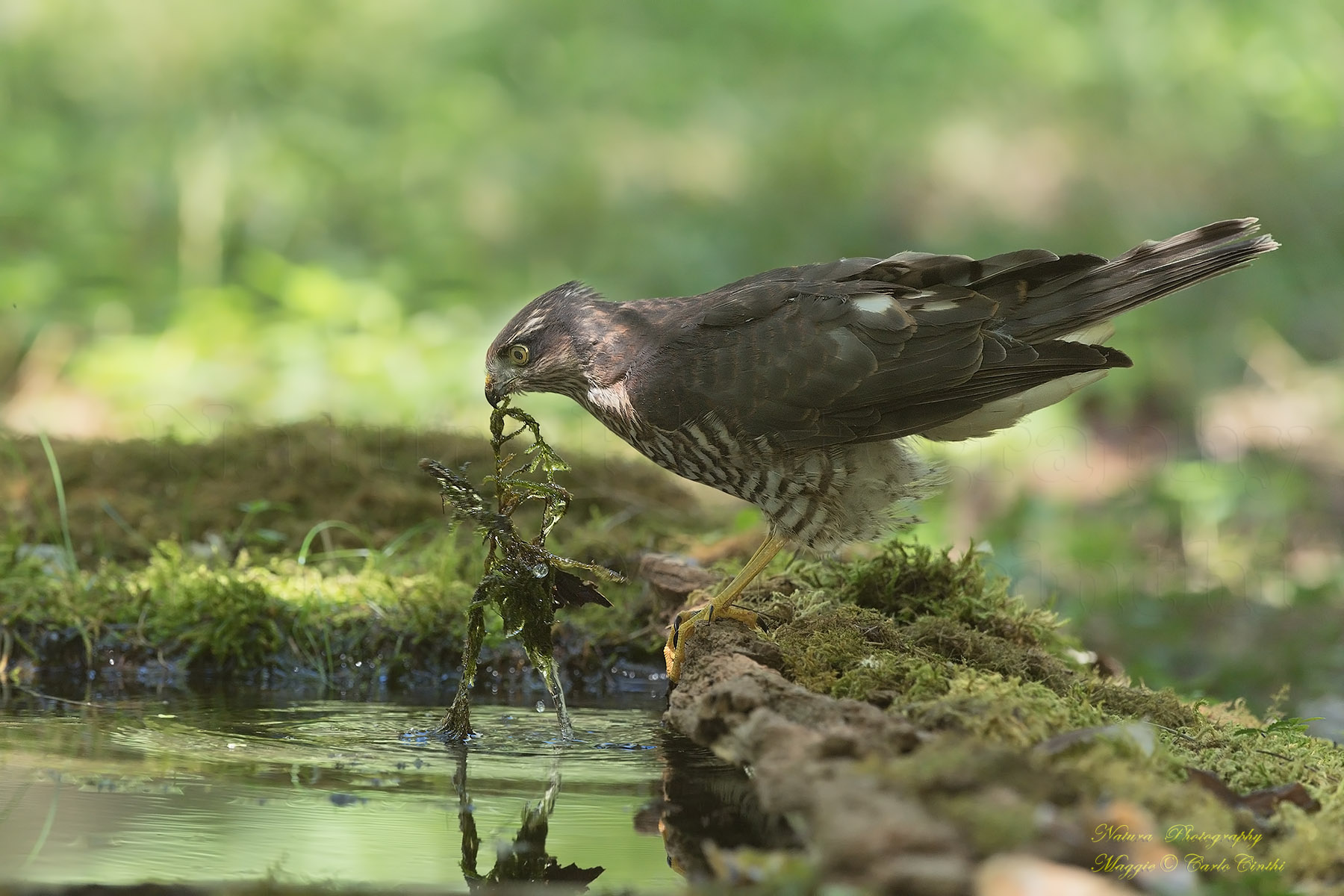 Sparviere  giovane numero 2