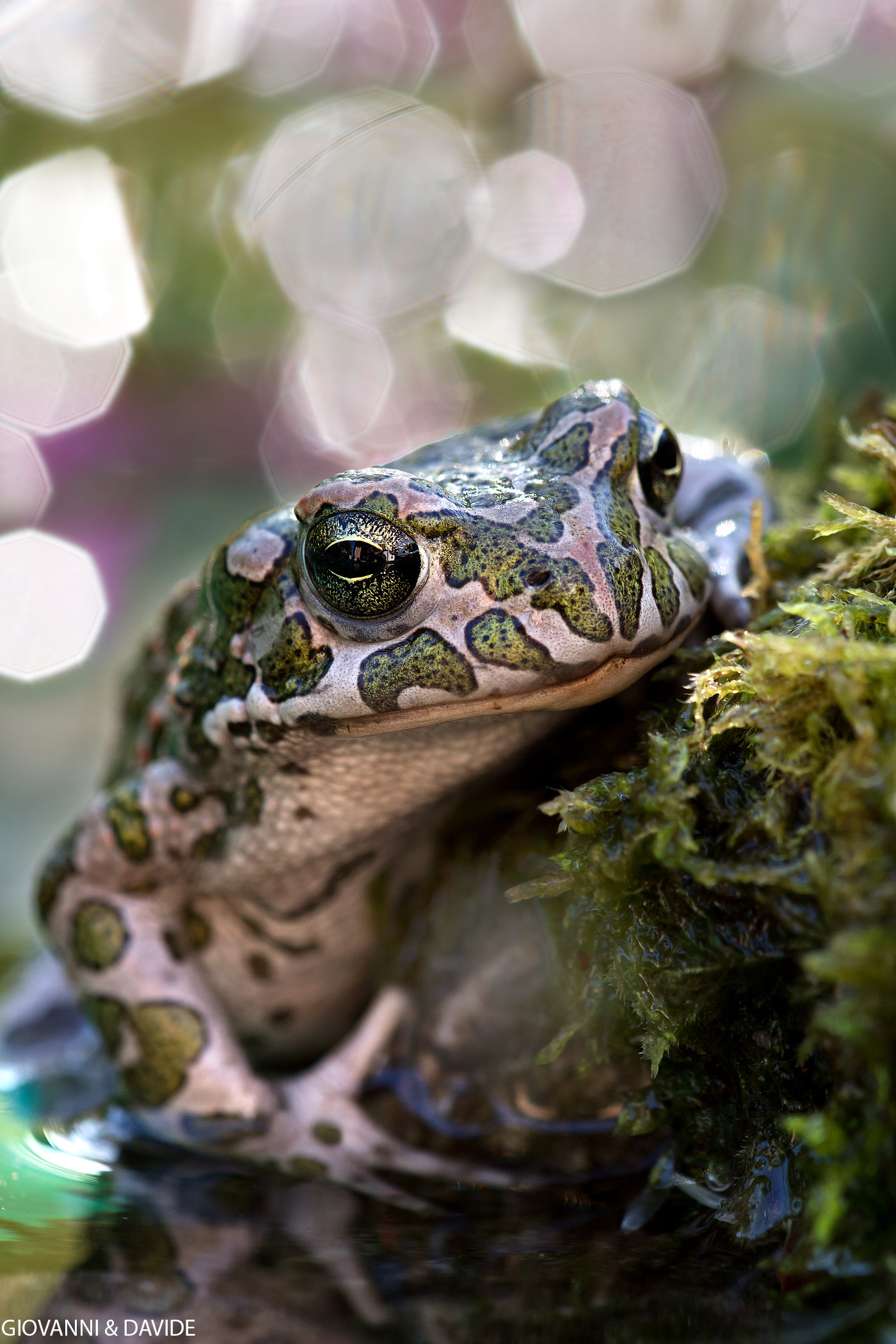 The look of the colors