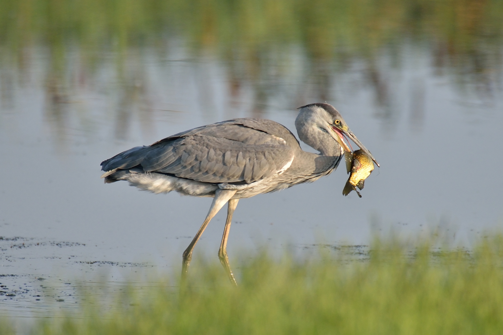Fishing dellìAirone