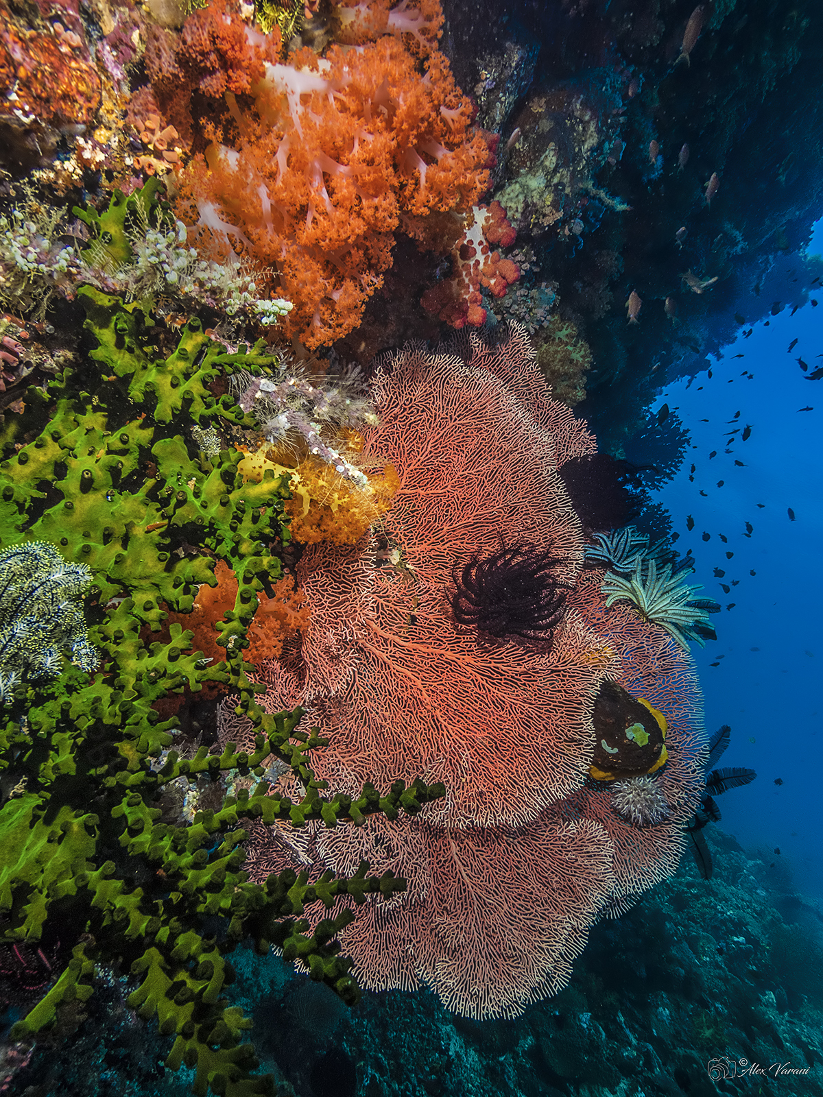 I fondali del North Sulawesi