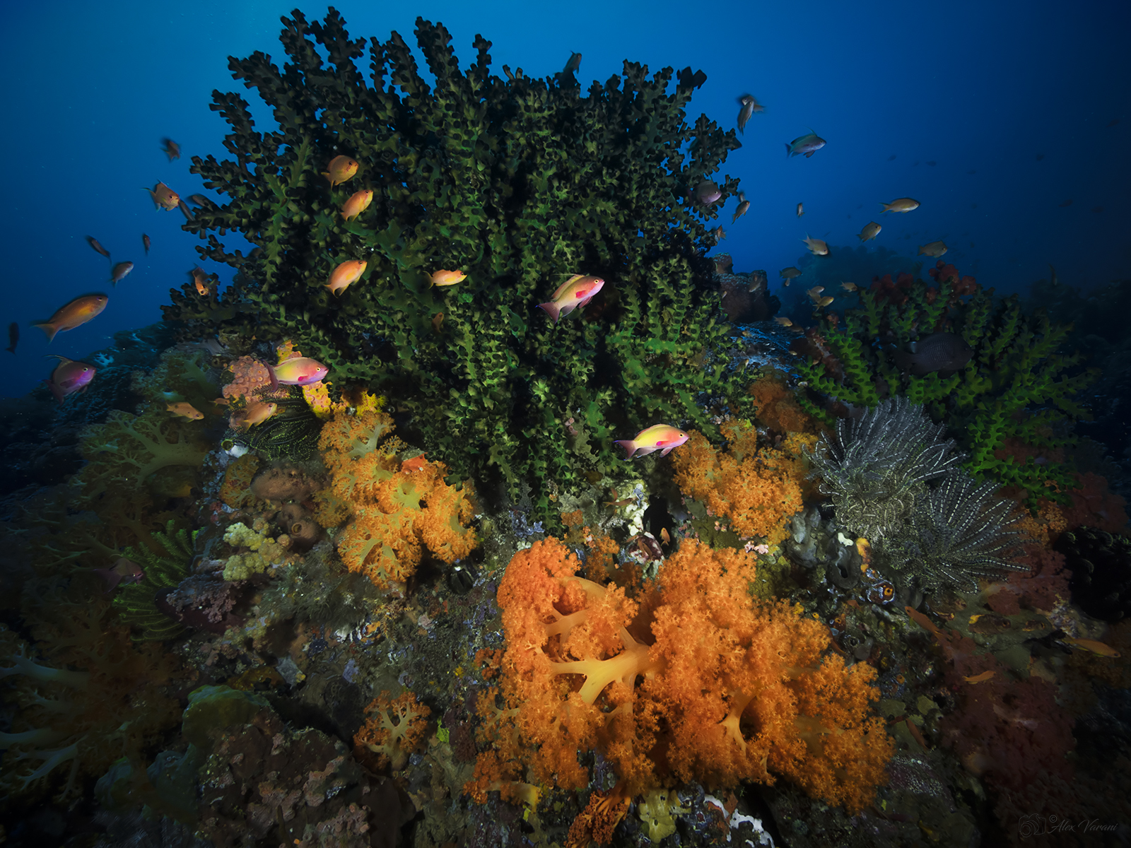 I fondali del North Sulawesi