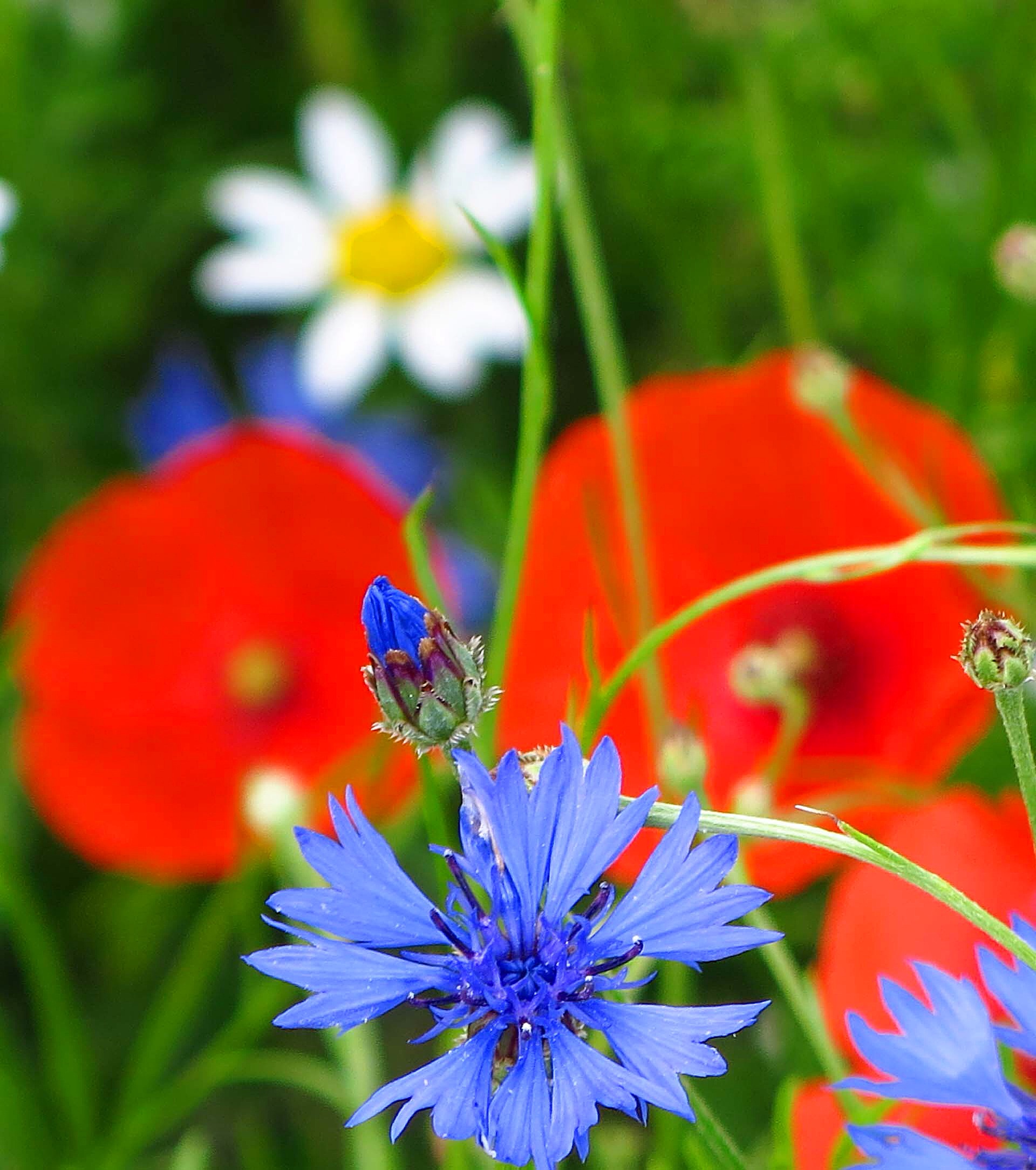 Flowering in Castelluccio di Norcia (Umbria)