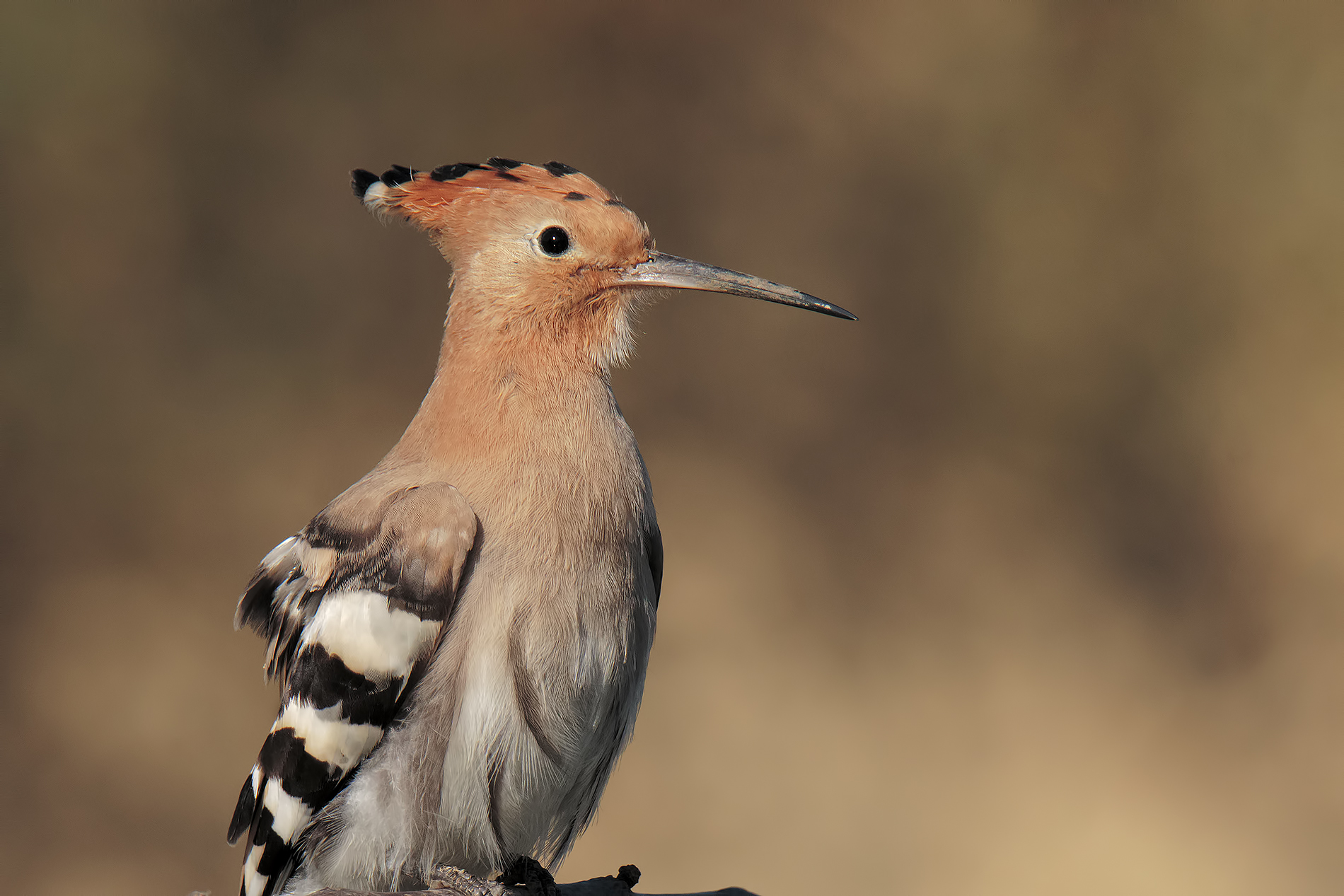 Hoopoe