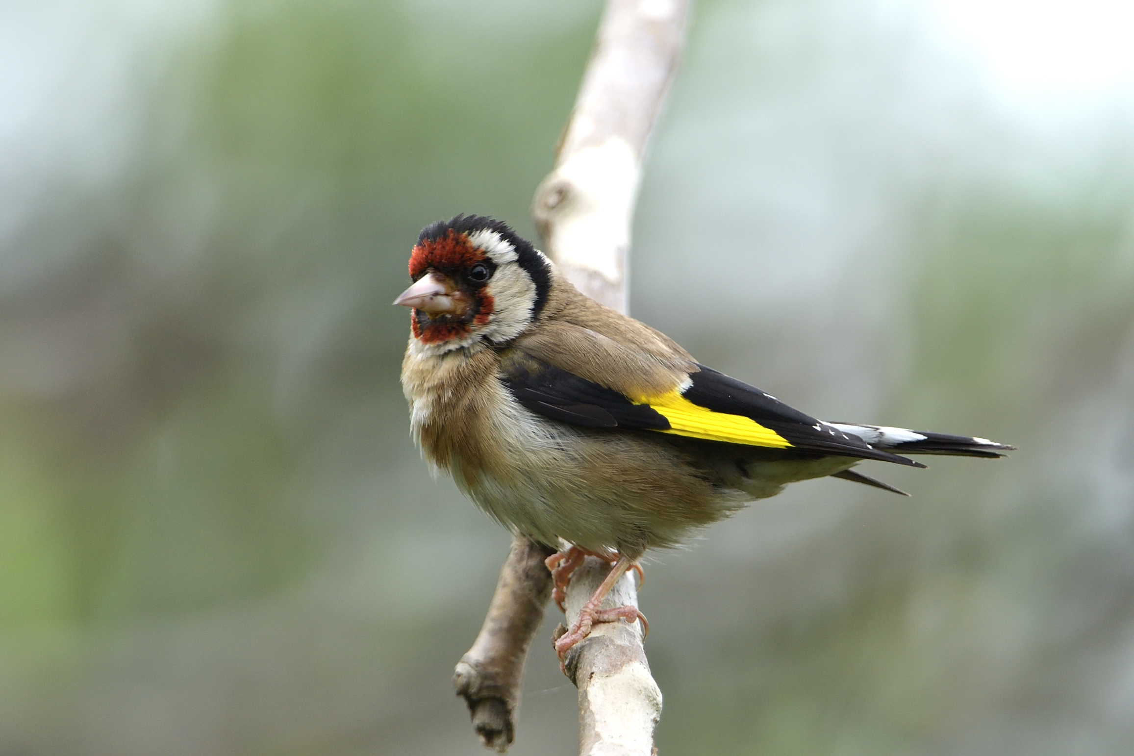 goldfinch