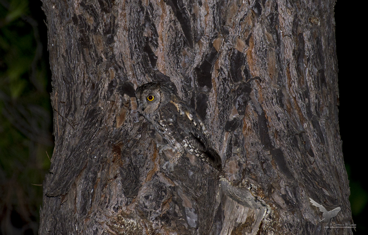 Perfect mimetism _Otus scops_