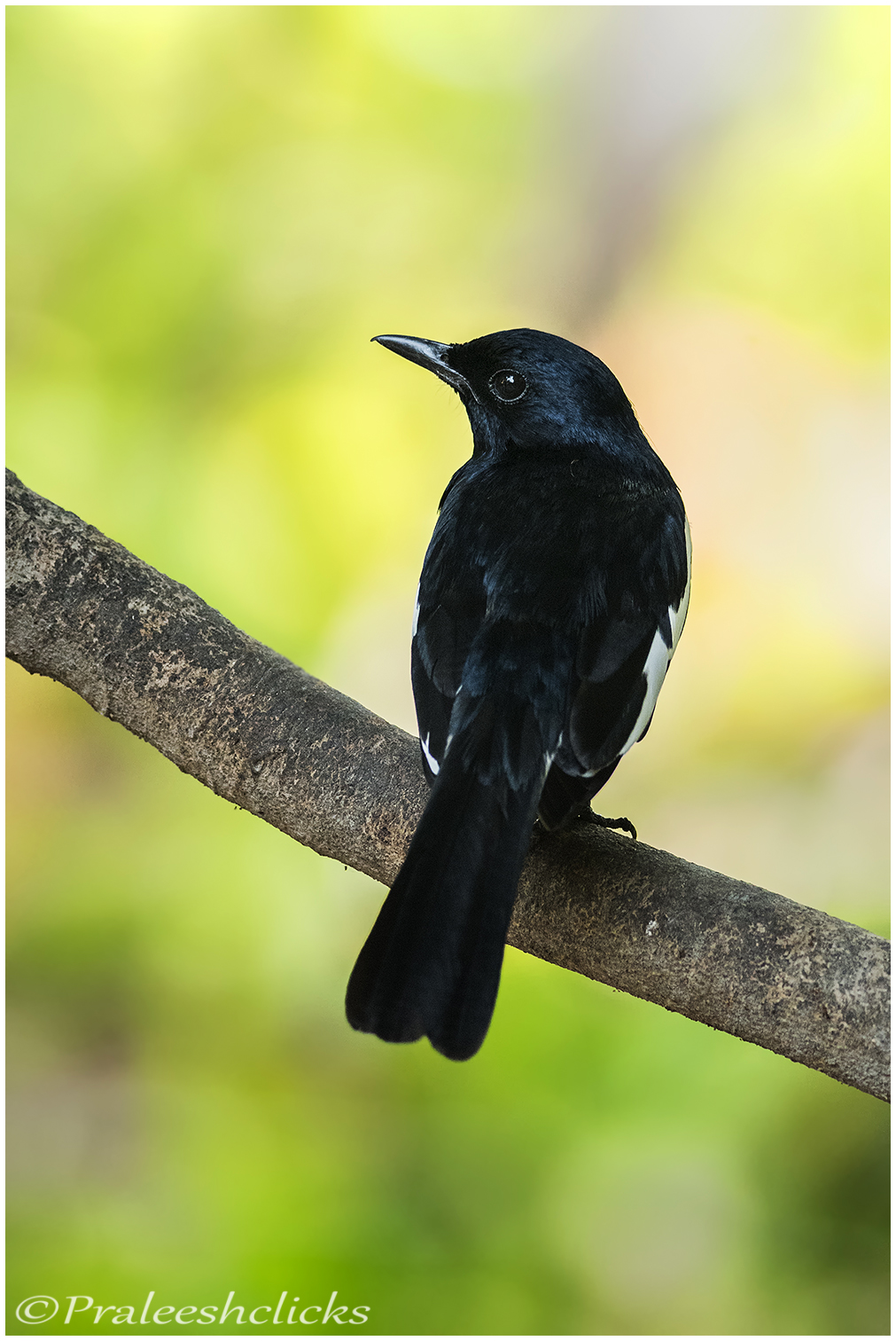 Oriental Magpie Robin