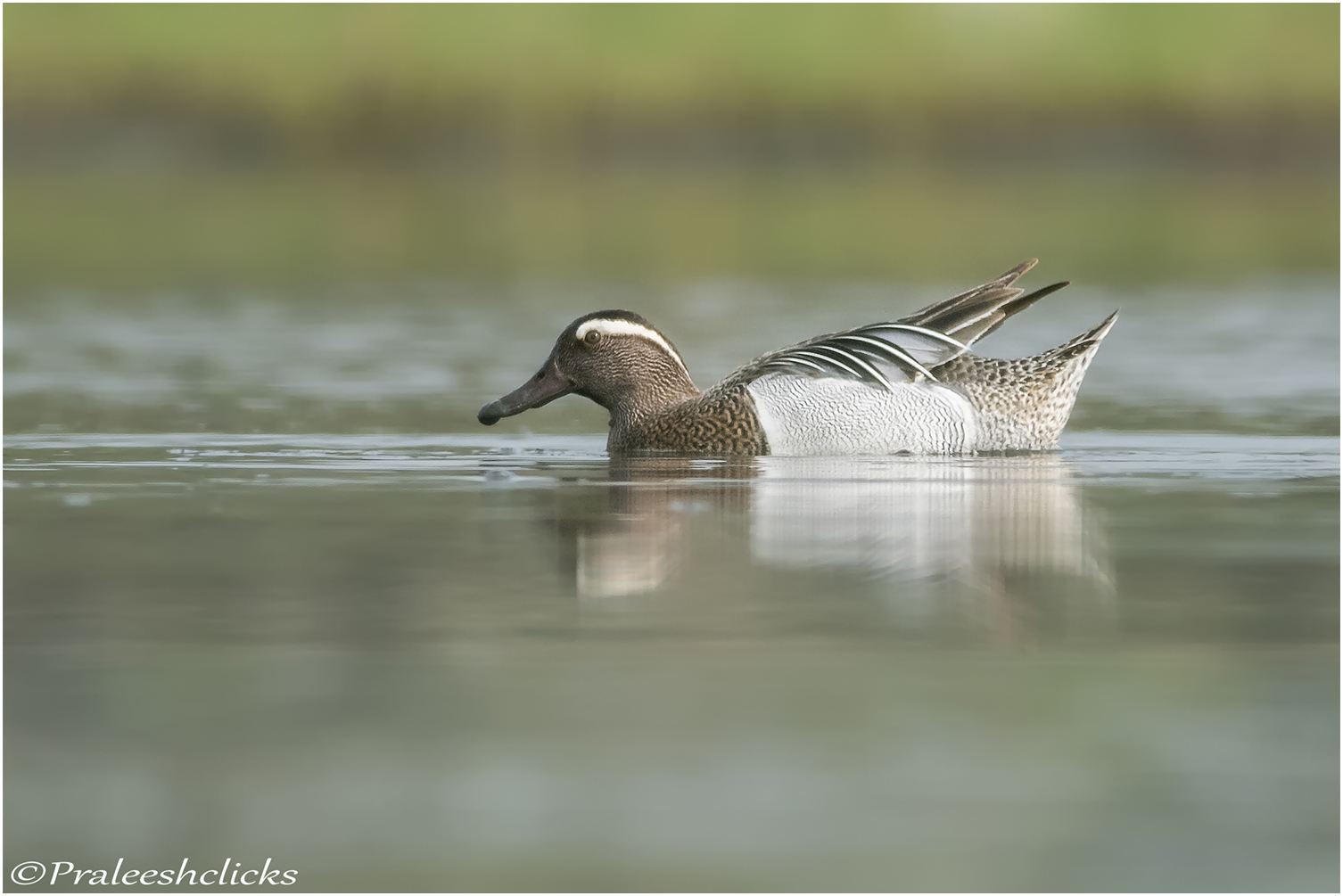 Garganey Male
