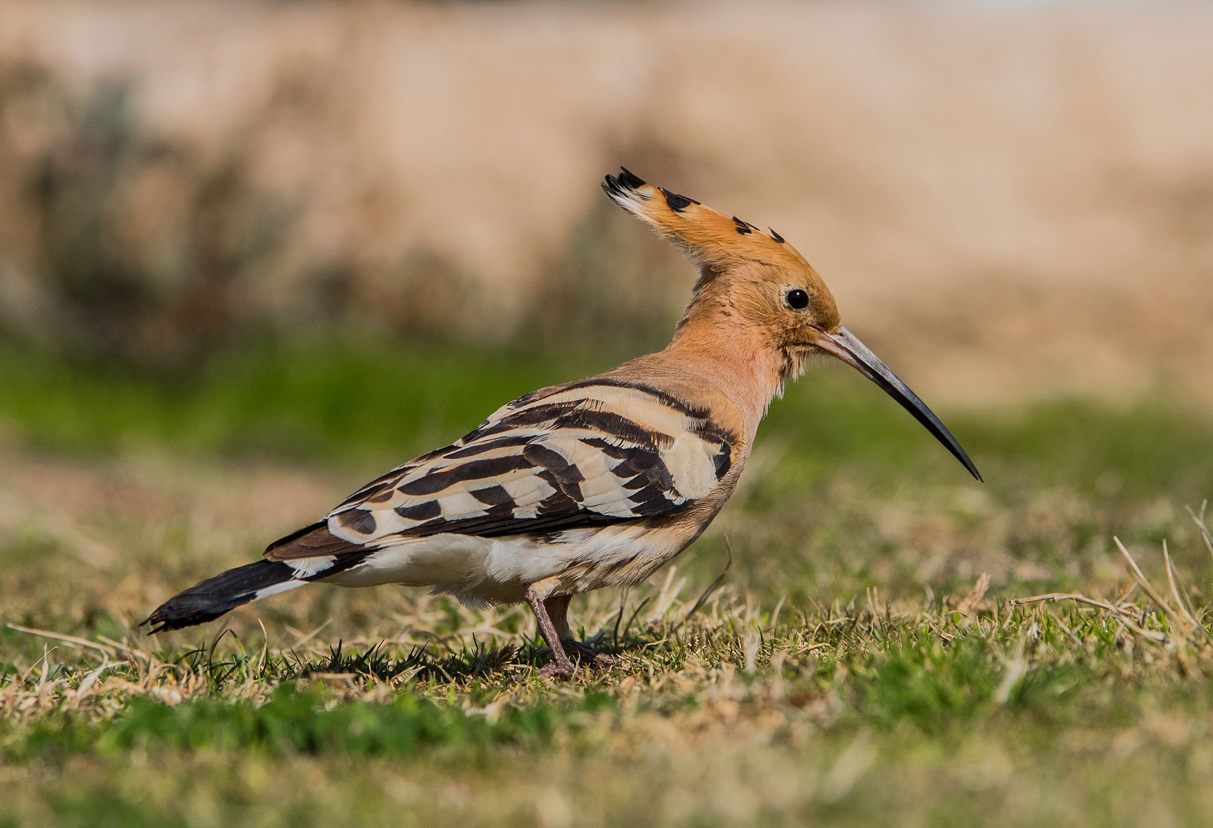 Hoopoe