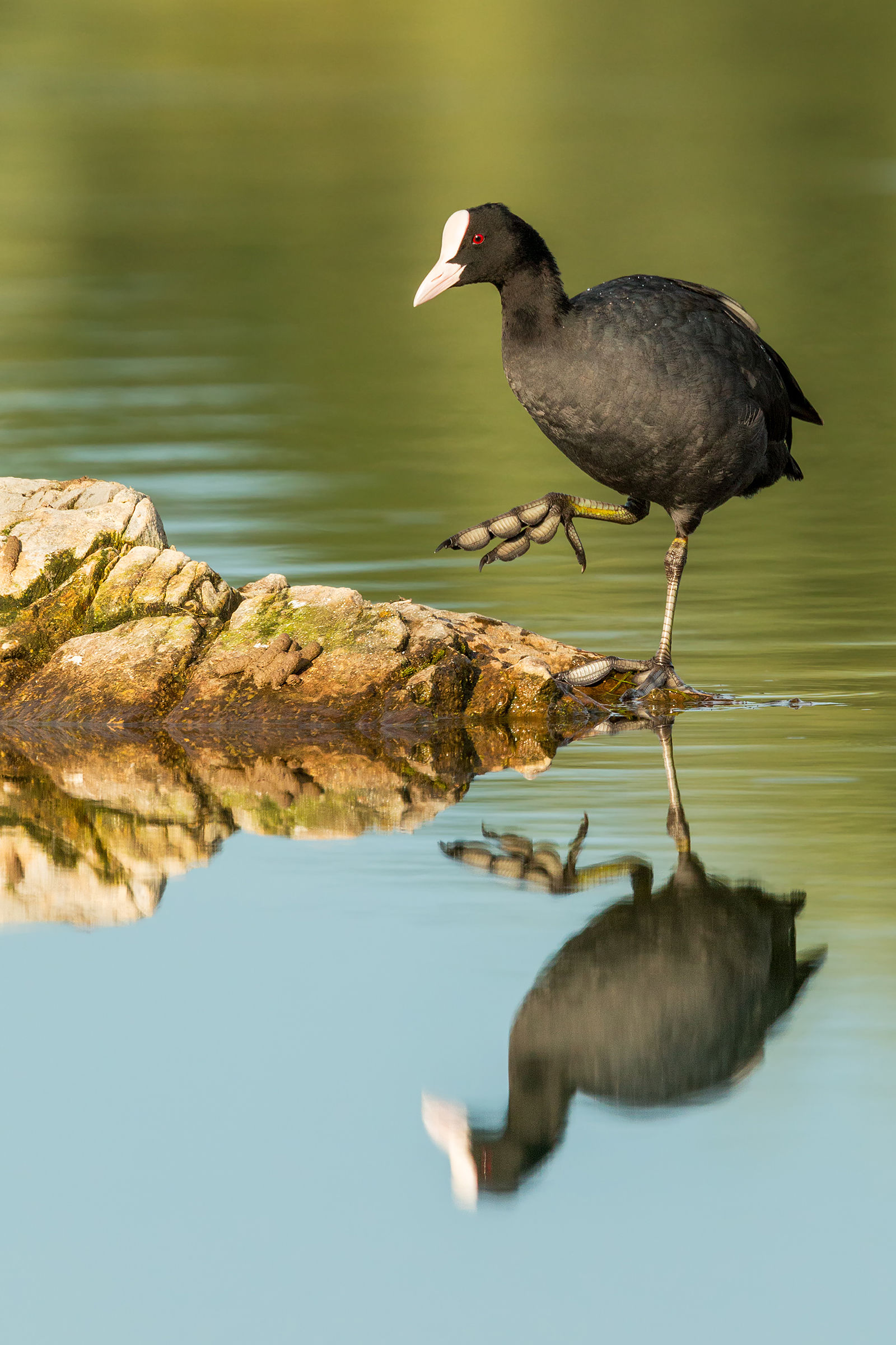 il passo della folaga
