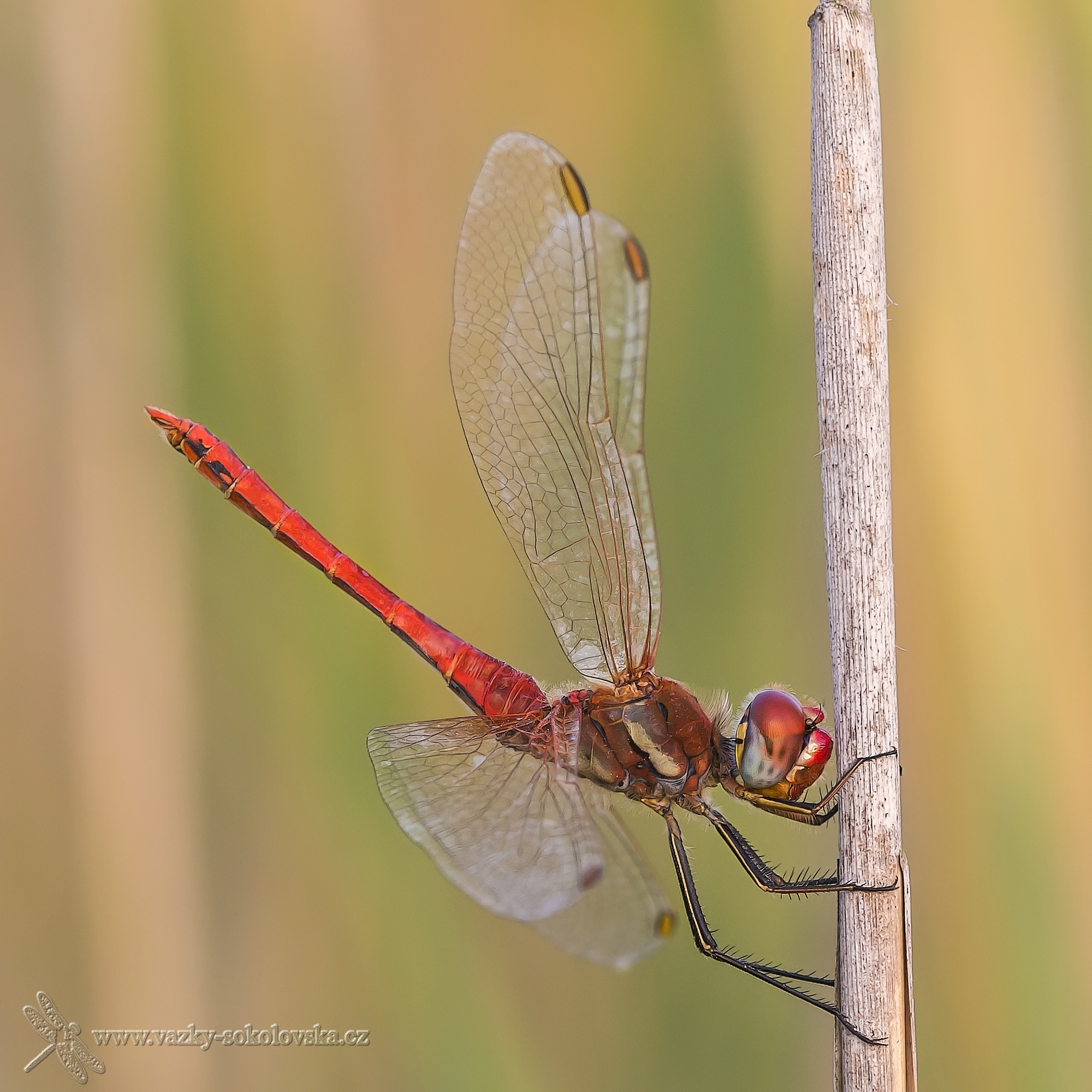 Crocothemis erythraea