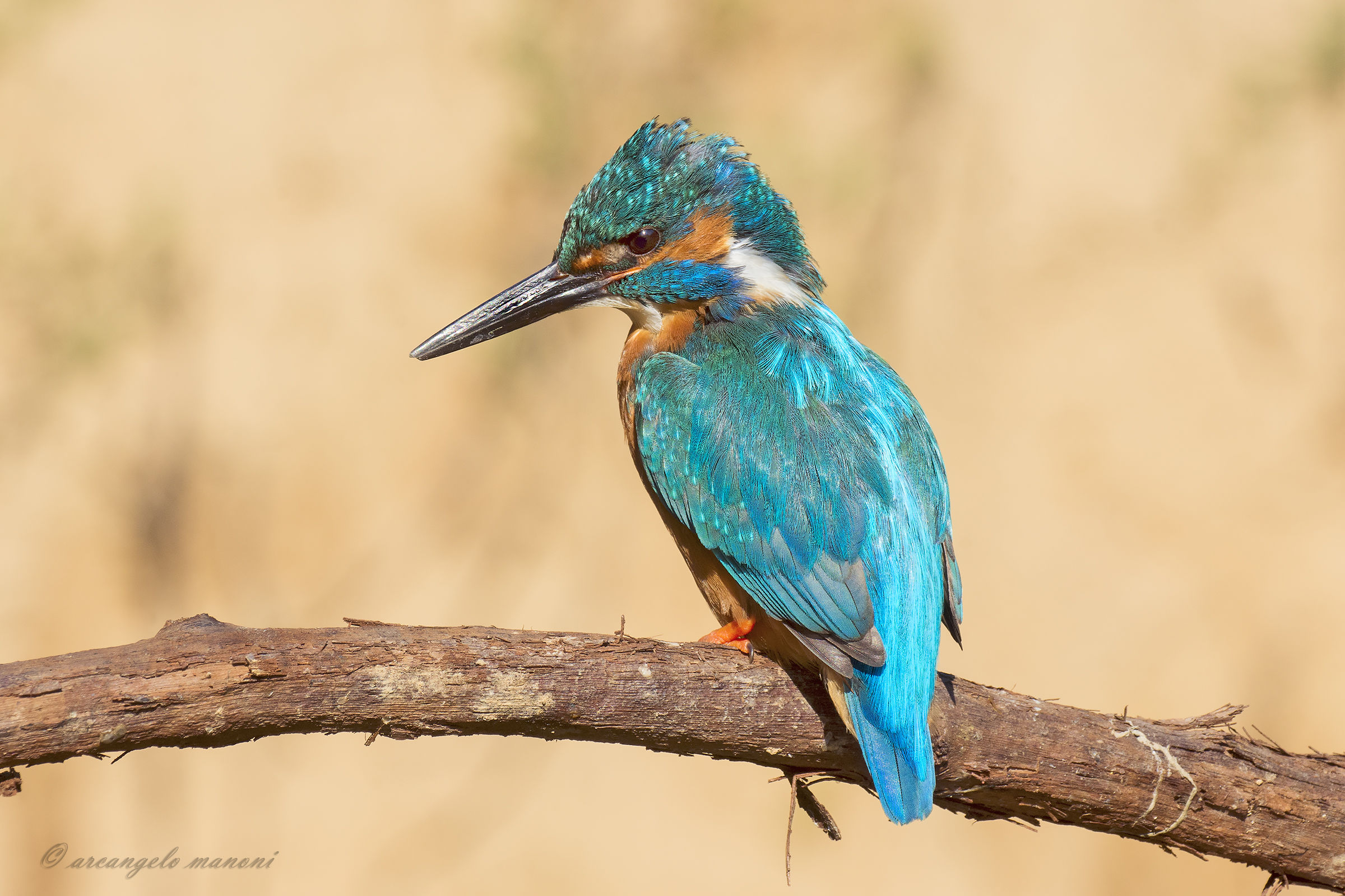 Ancora un martino col macro