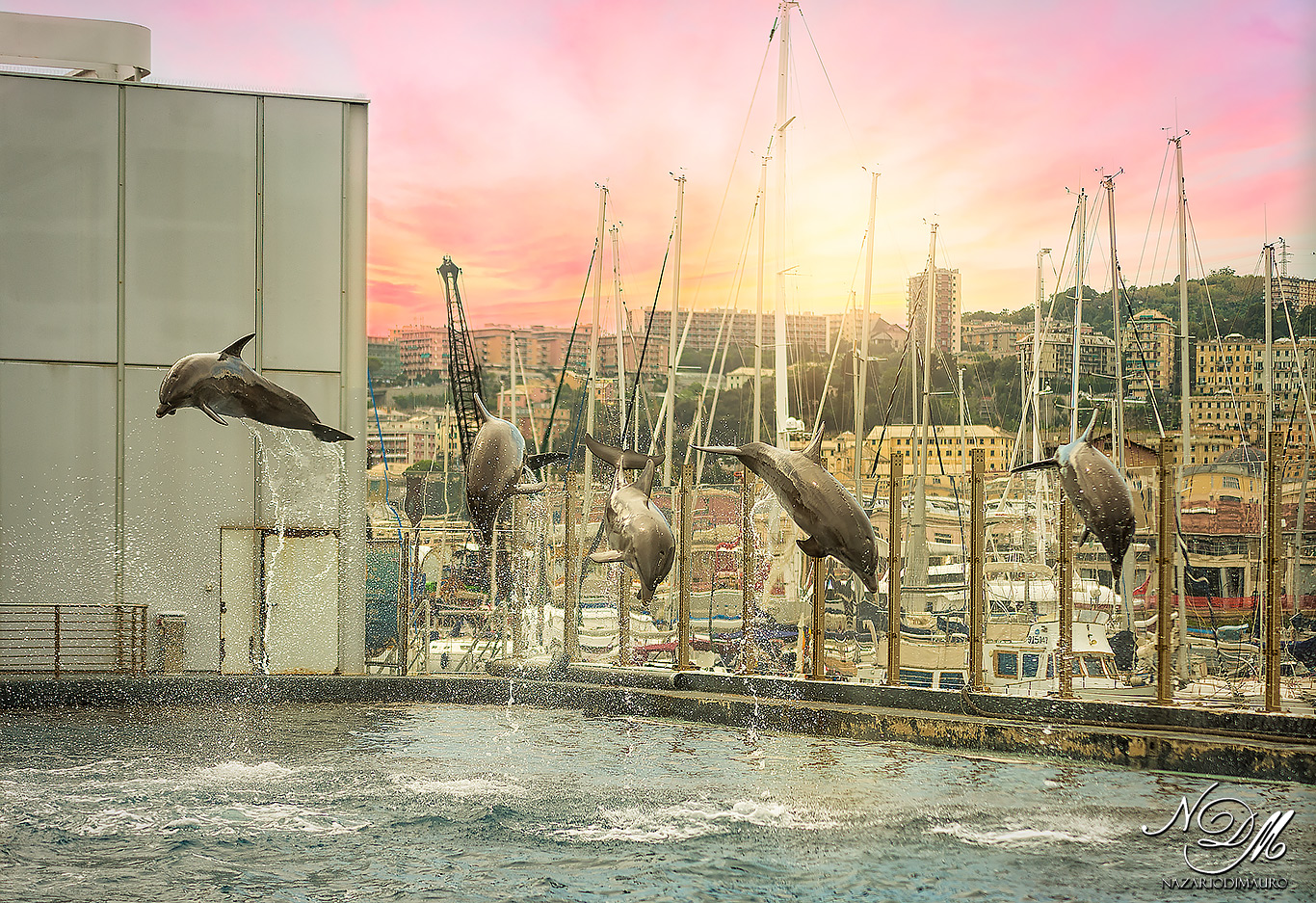 The magic of the dolphins ...