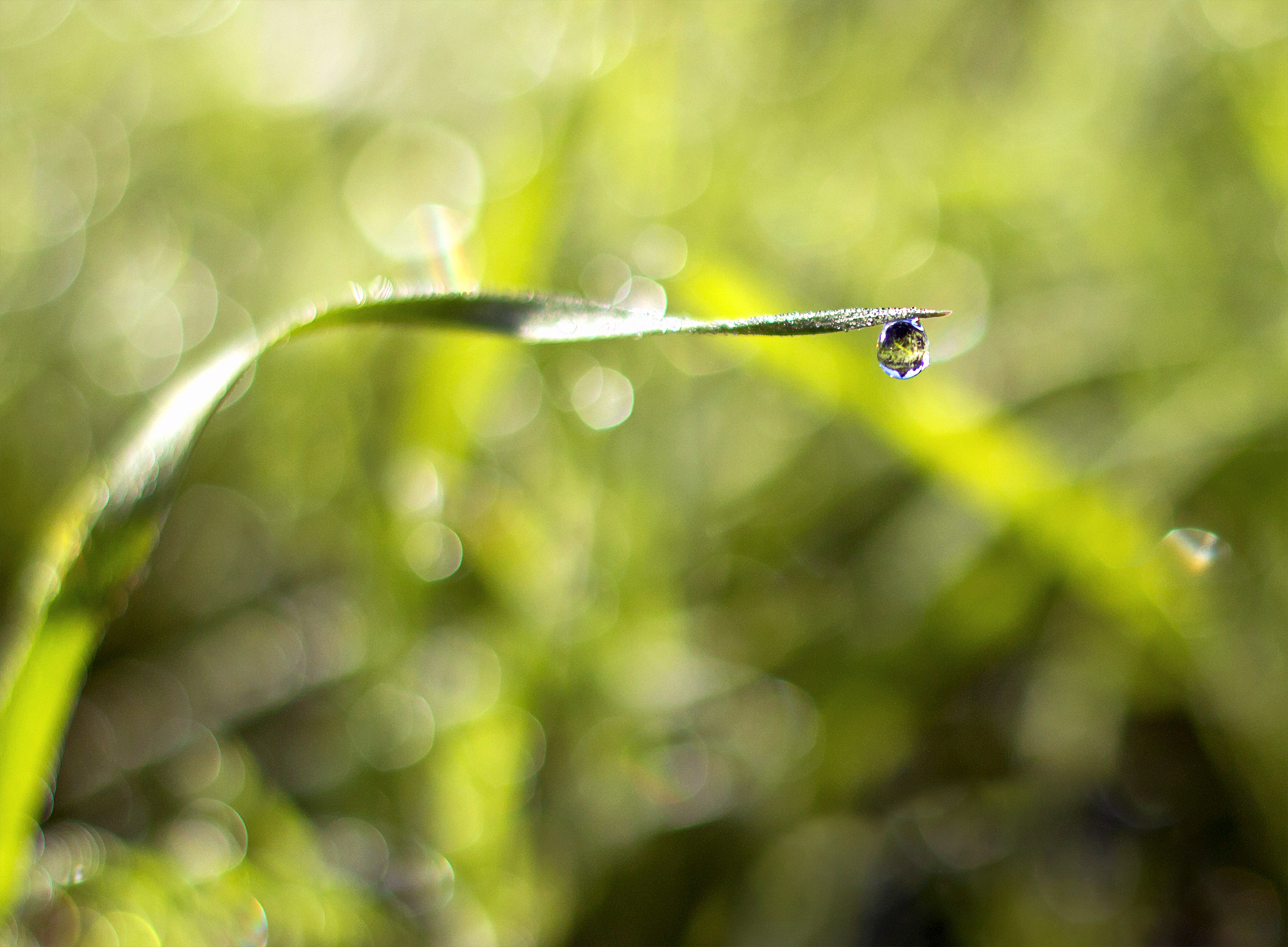 Una goccia di rugiada