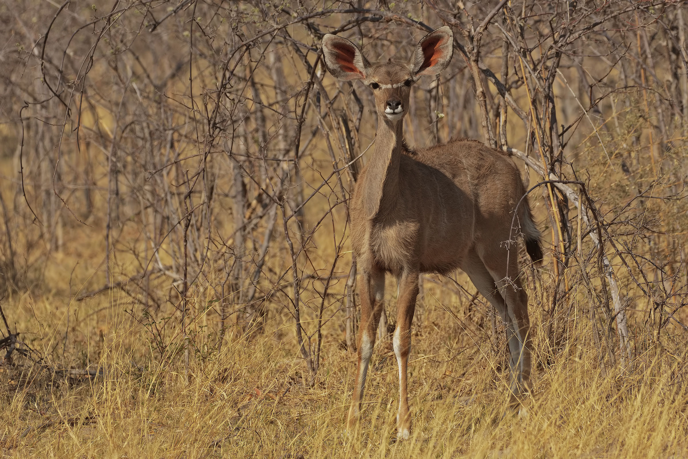 Young female Kudu