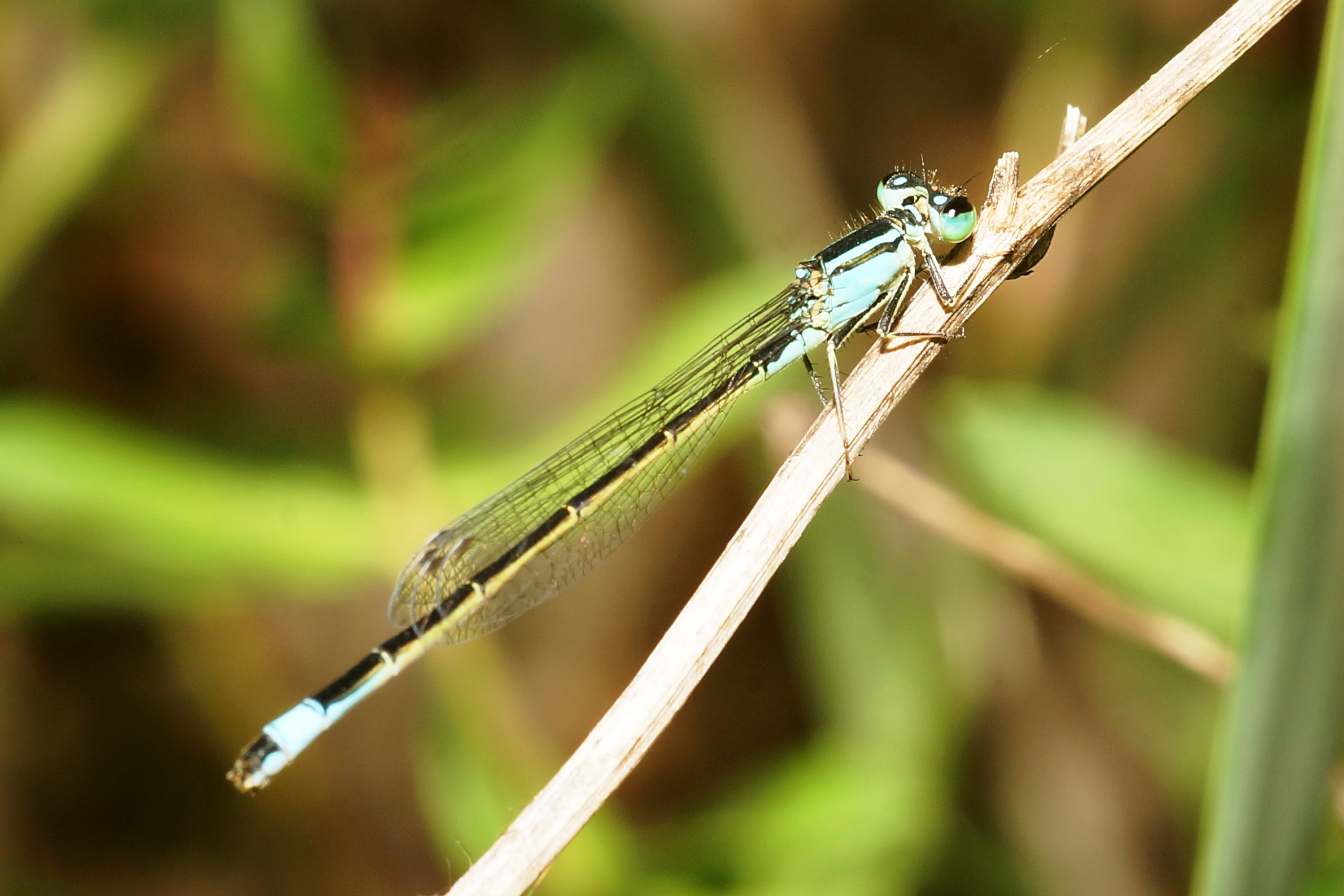 Libellula, Dragonfly.