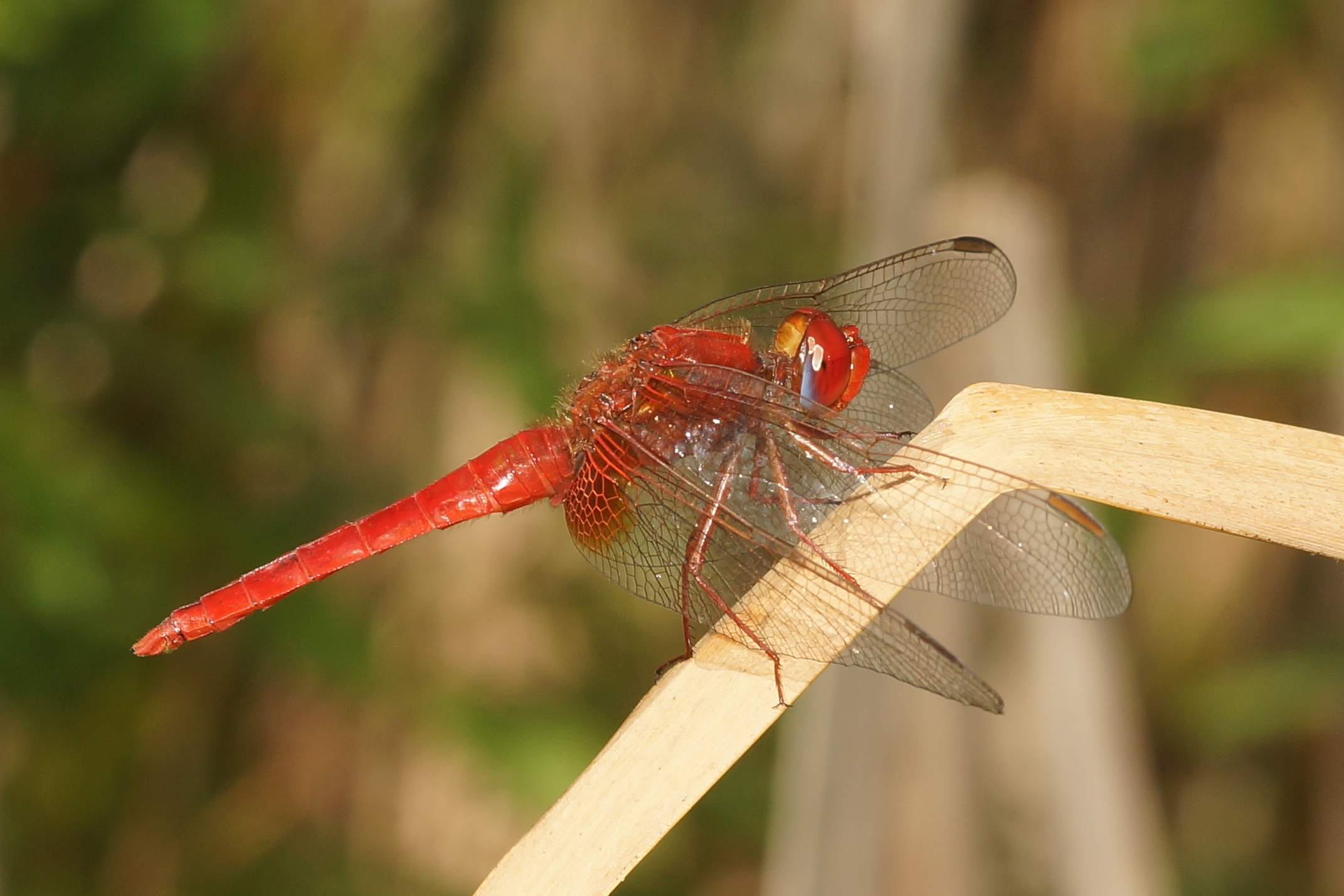 Libellula, Dragonfly.