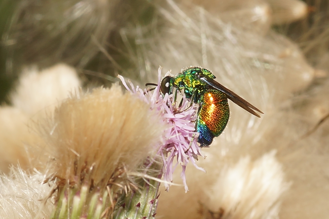 Insetto ripreso nella sua miùutazione dei colori.
