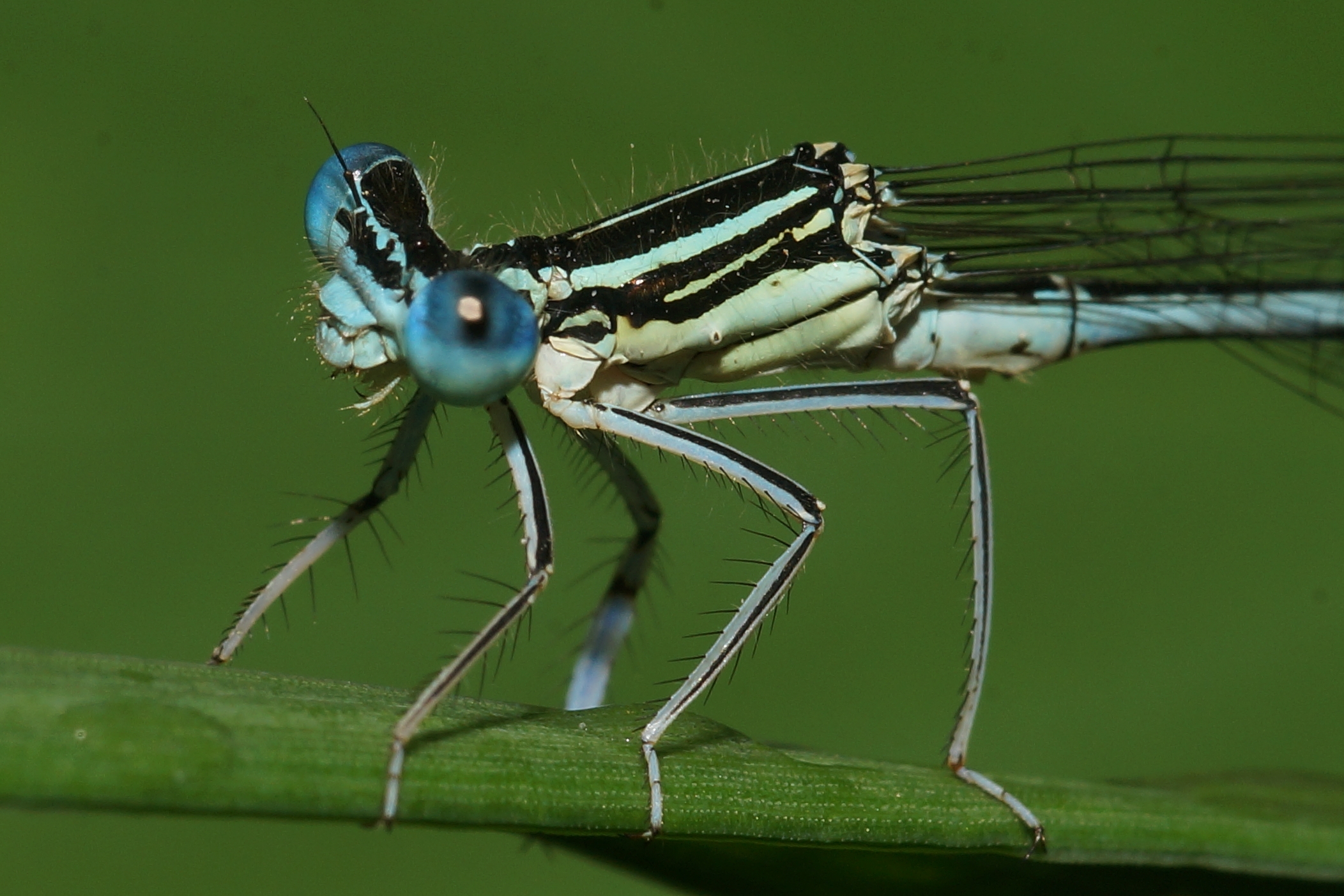 Libellula, Dragonfly.