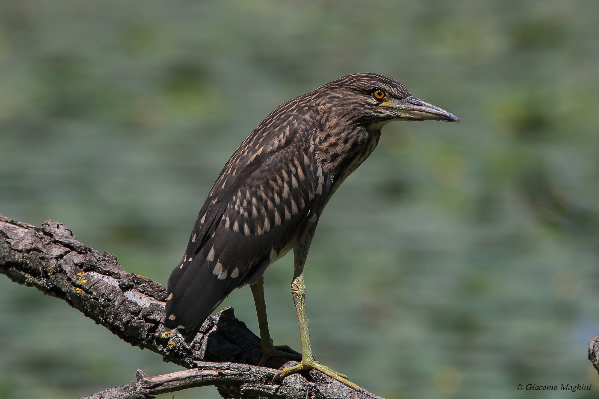 Young angry nitticora