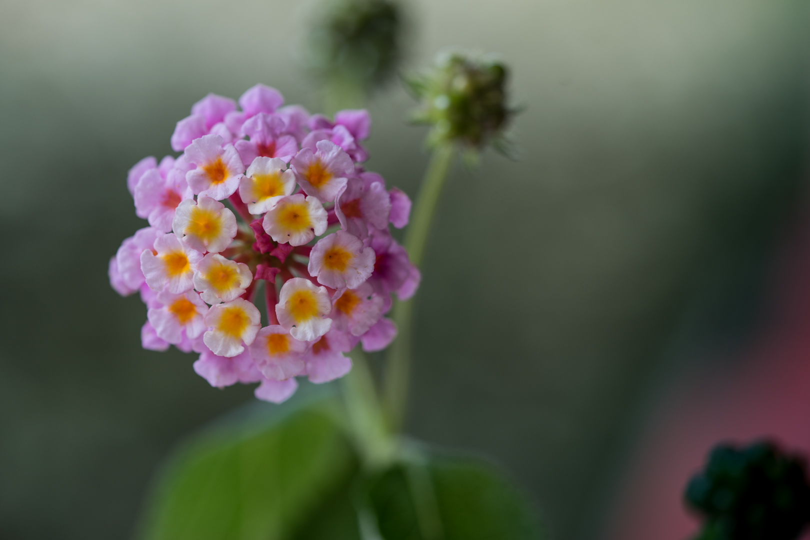 lantana