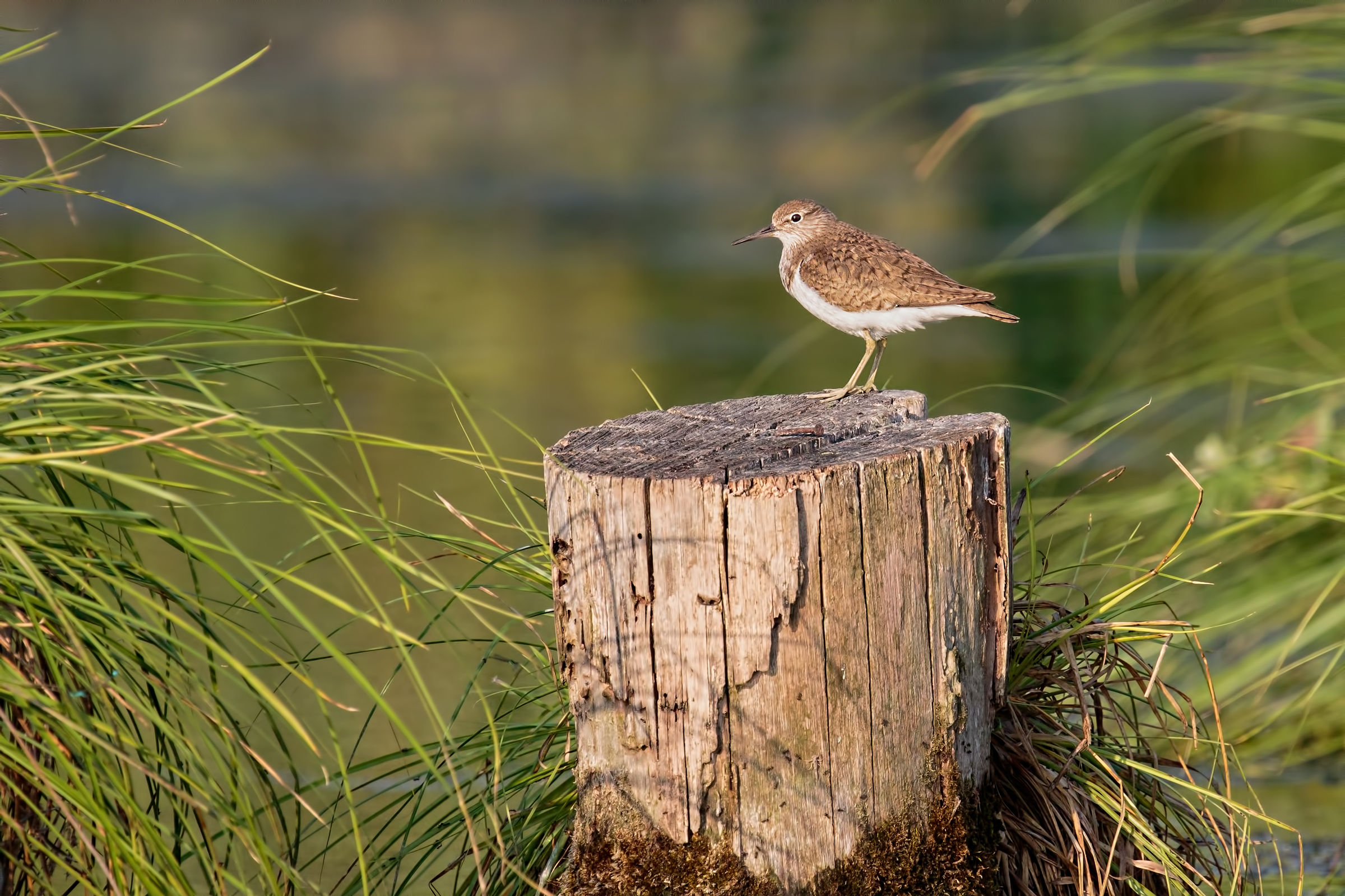 Upper Lake of Mantua - Dating 2017