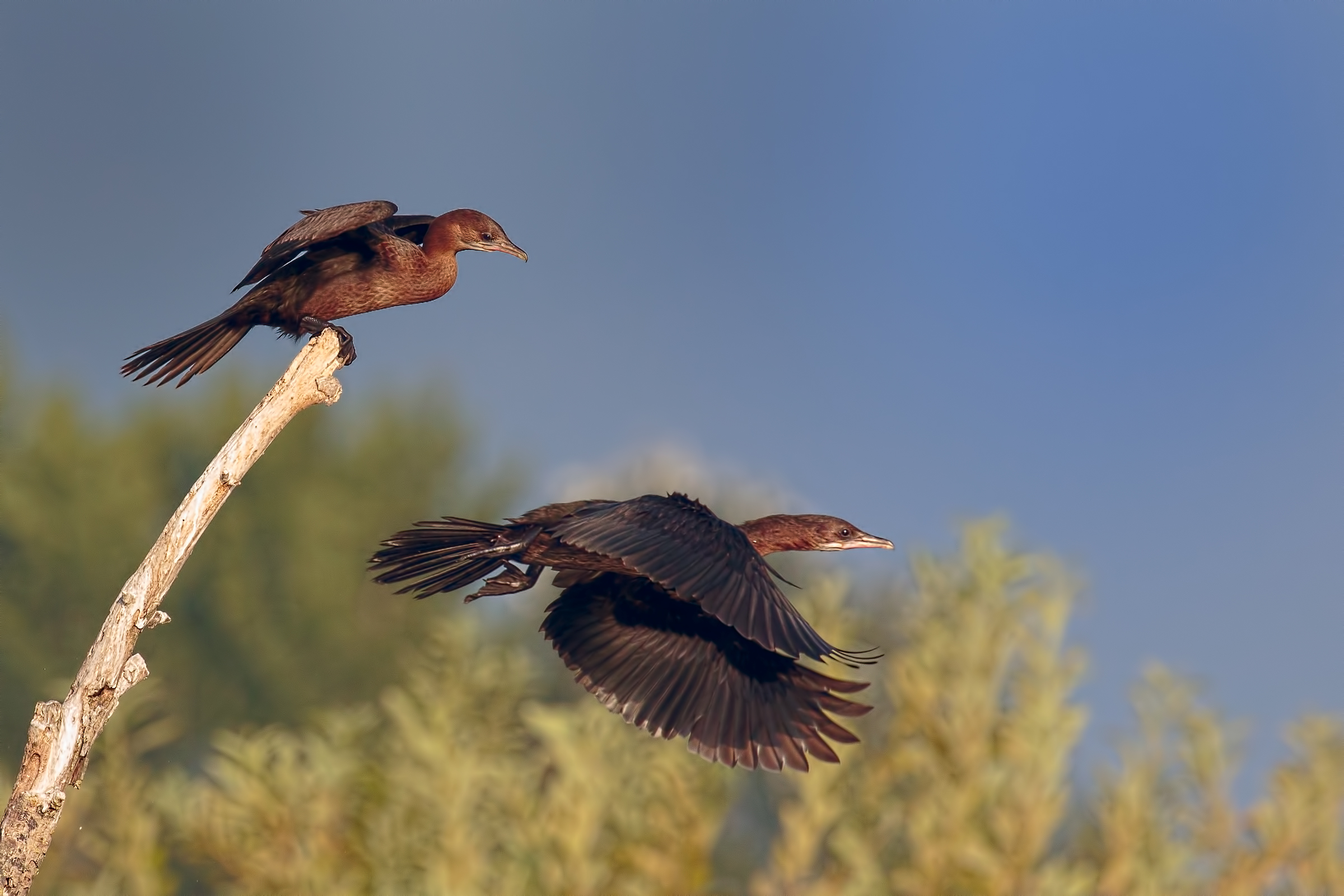Upper Lake of Mantua - Dating 2017