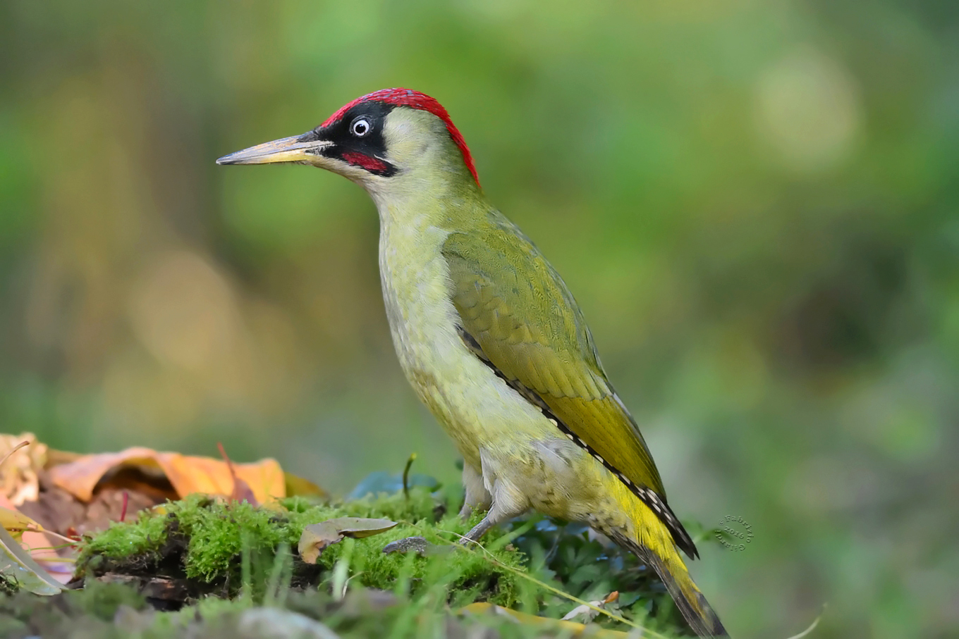 Green Woodpecker (Picus viridis)