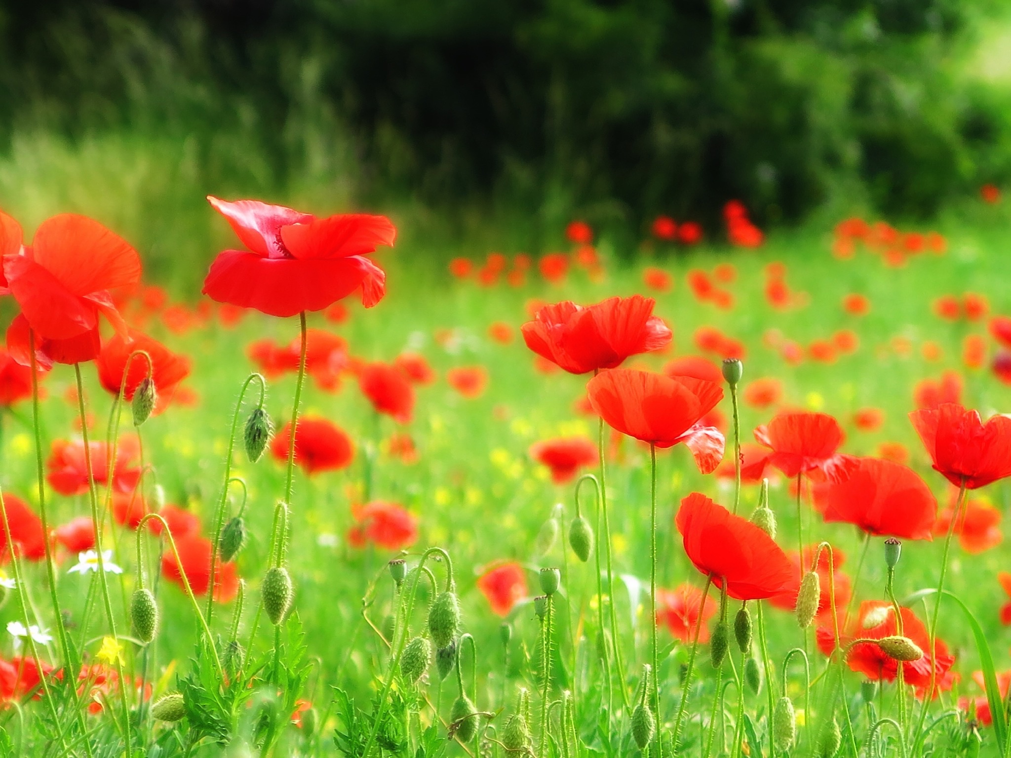 Poppies