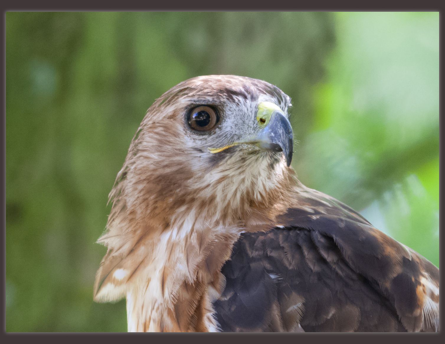 Buzzard