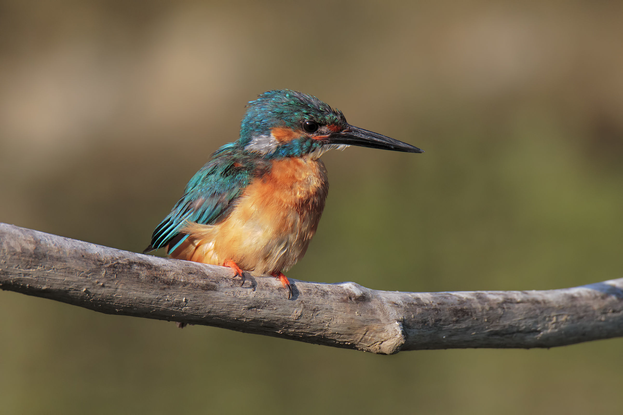 Kingfisher