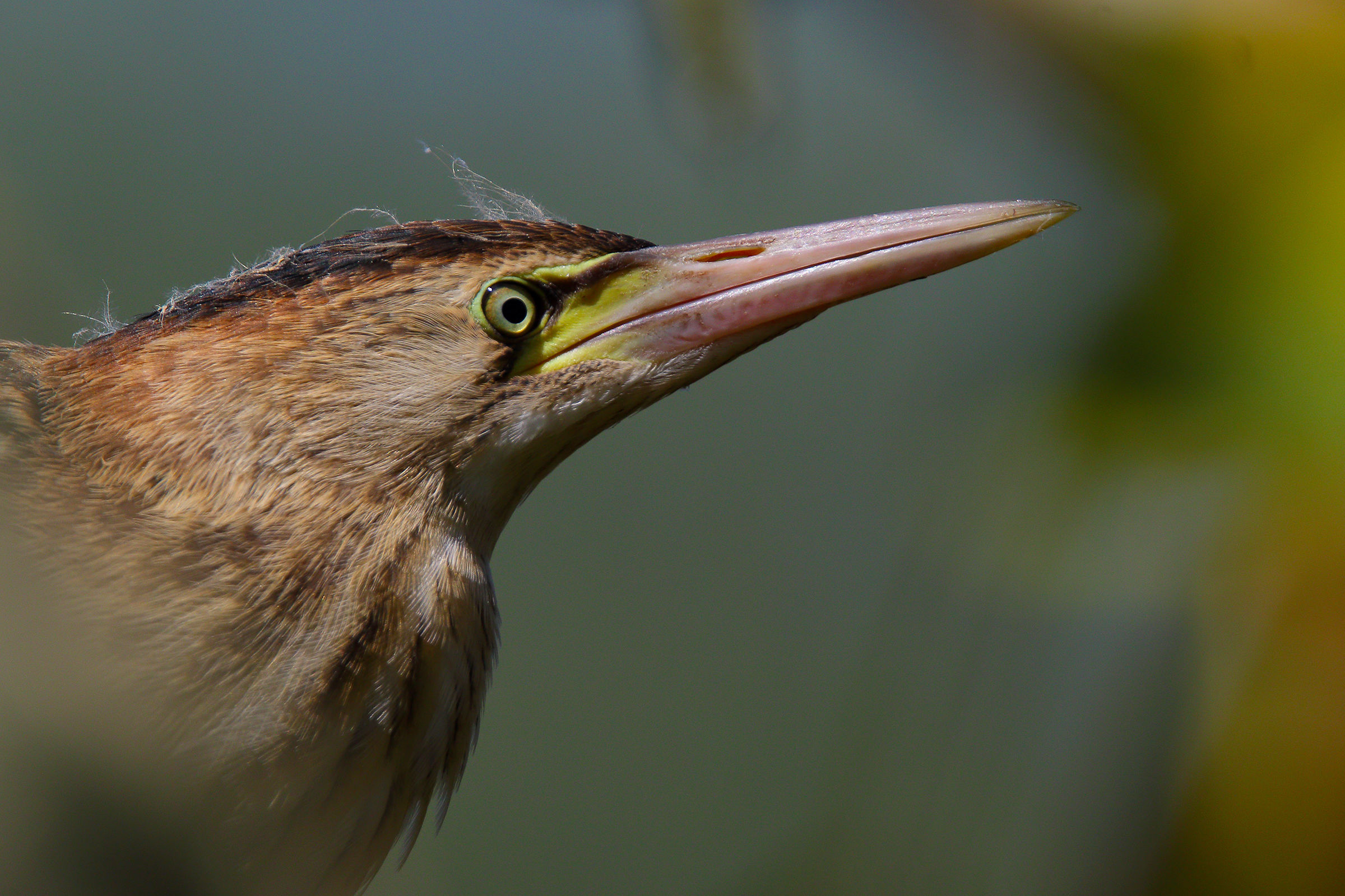 Portrait of young man