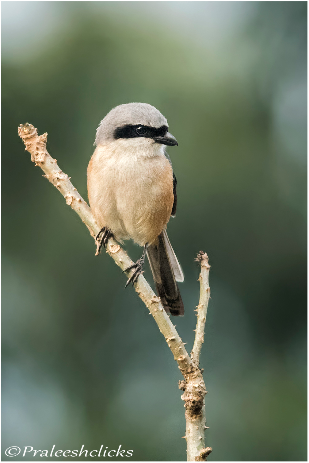 Long-Tailed Shrike