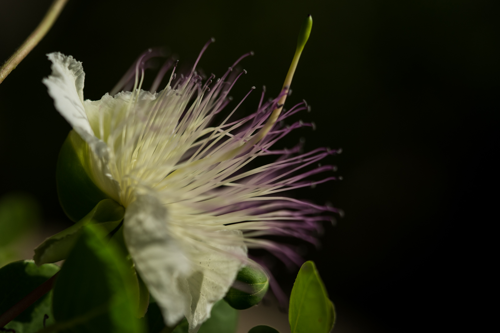 Caper flower